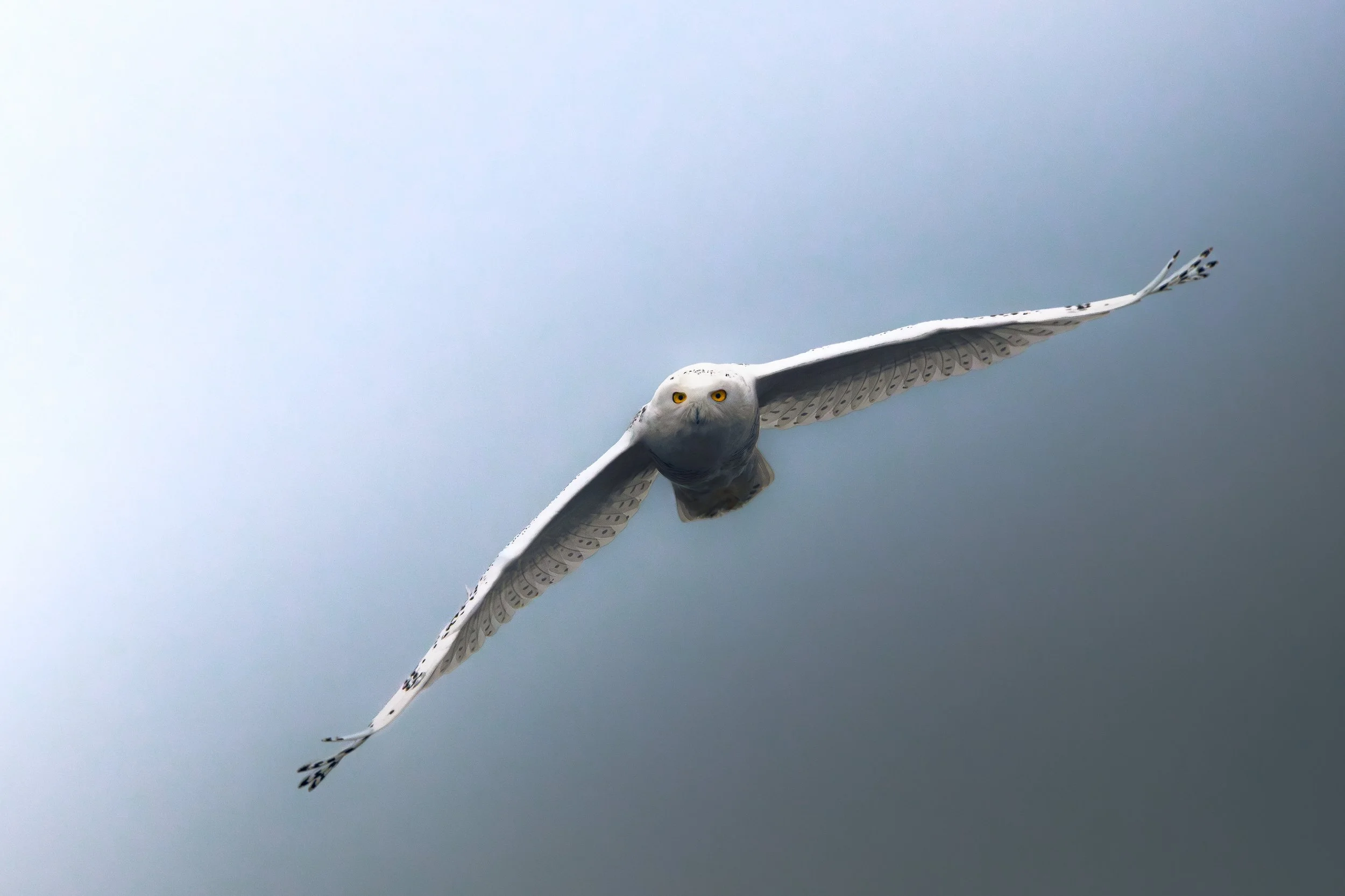 Snowy Owl_2.jpg