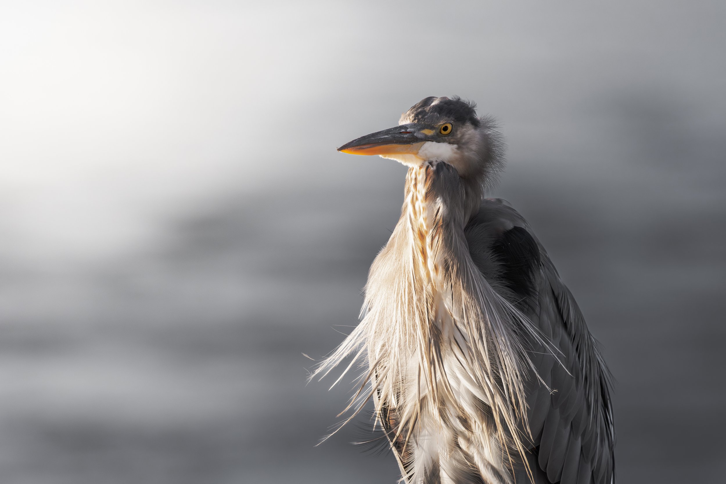 Great Blue Heron_2.jpg