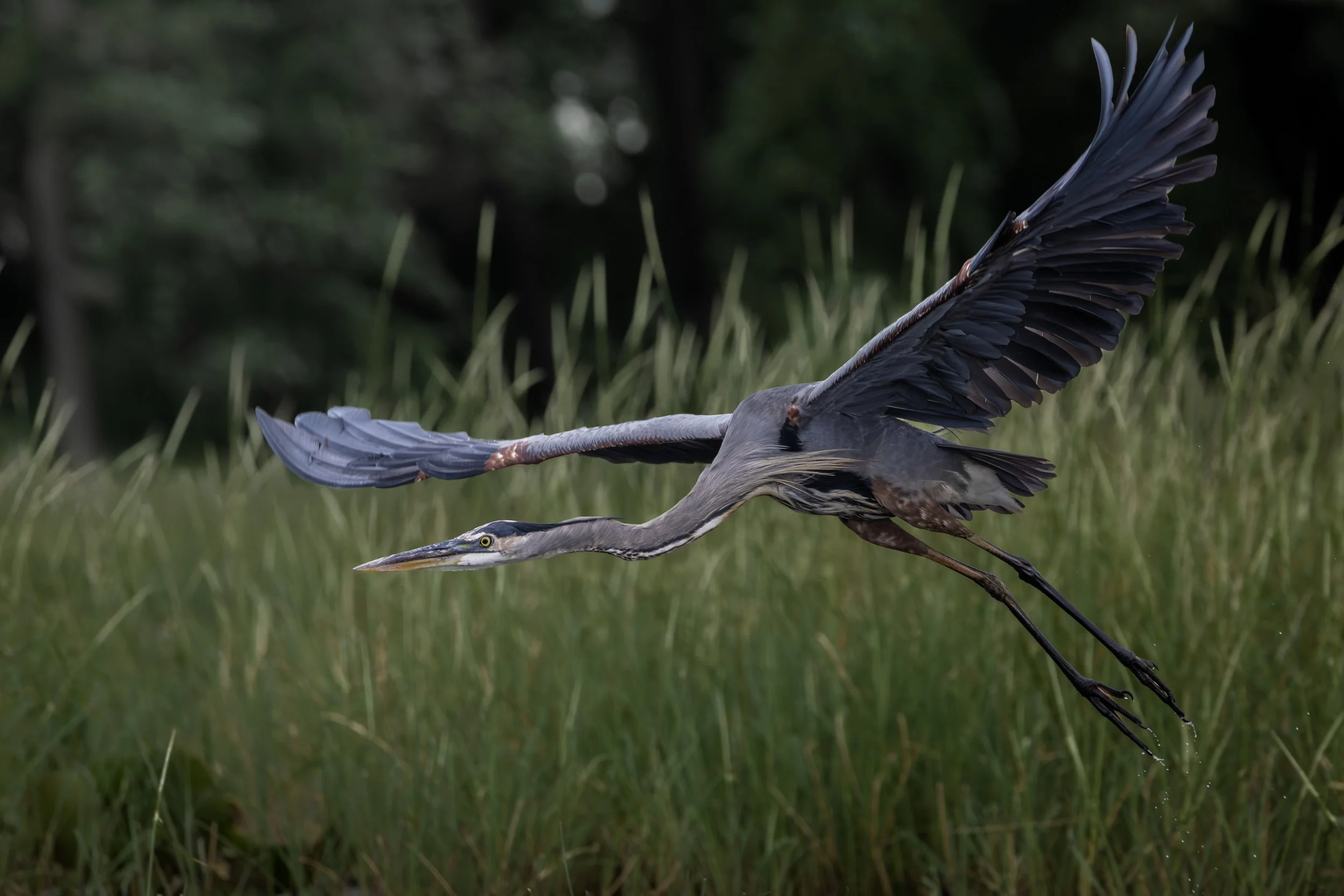 Great Blue Heron_4.jpg