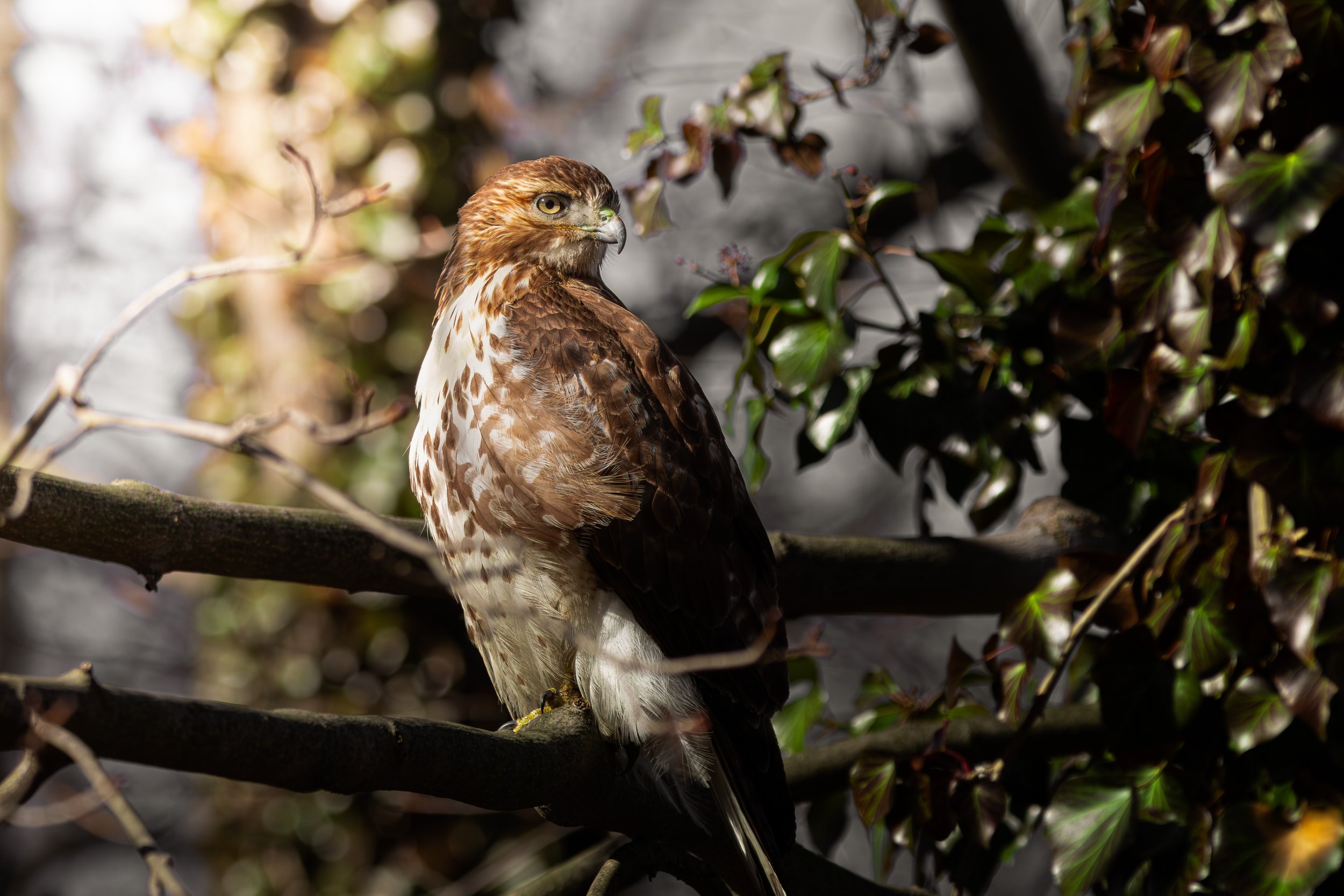 Red Tailed Hawk_9.jpg