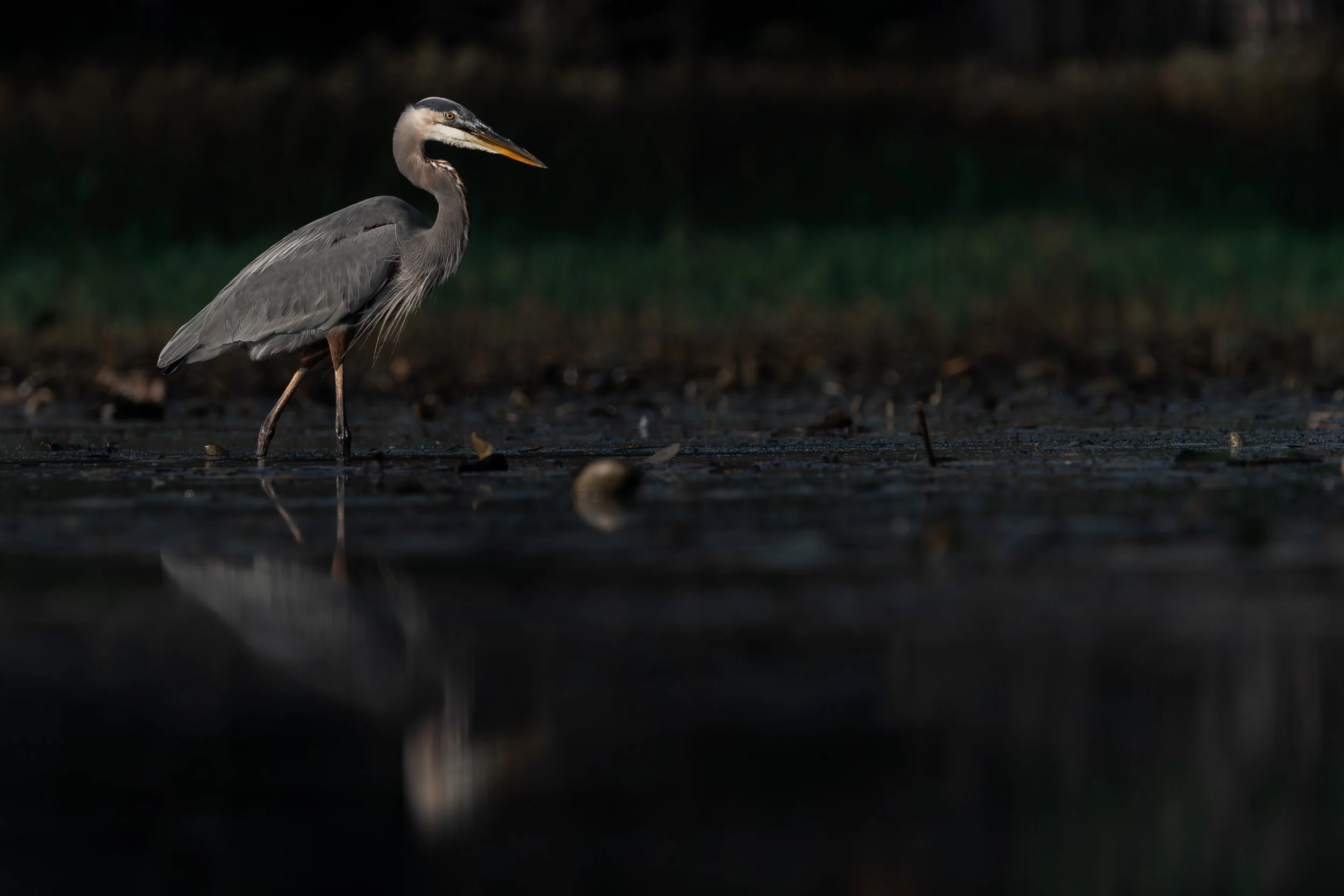 Great Blue Heron_9.jpg