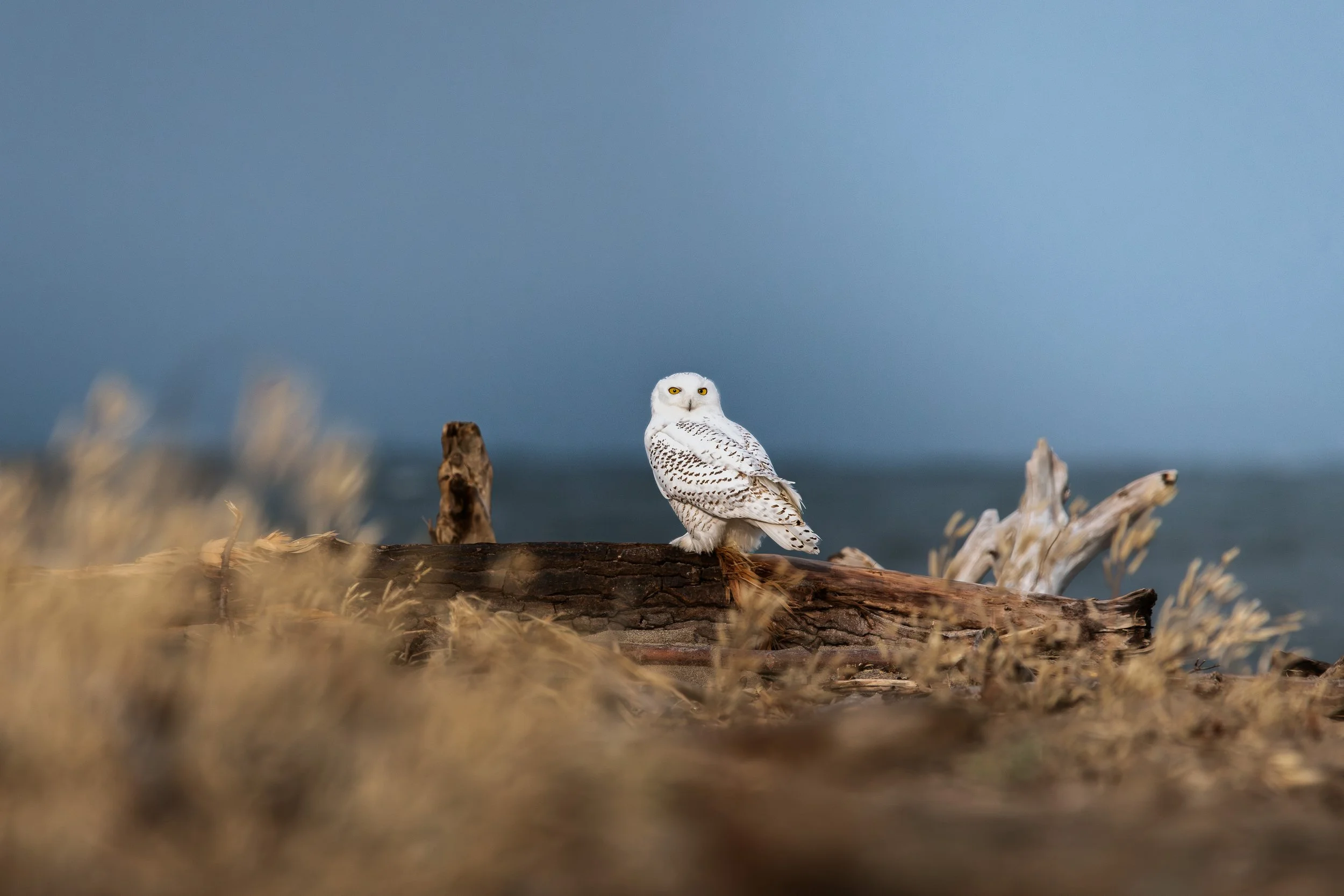Snowy Owl.jpg
