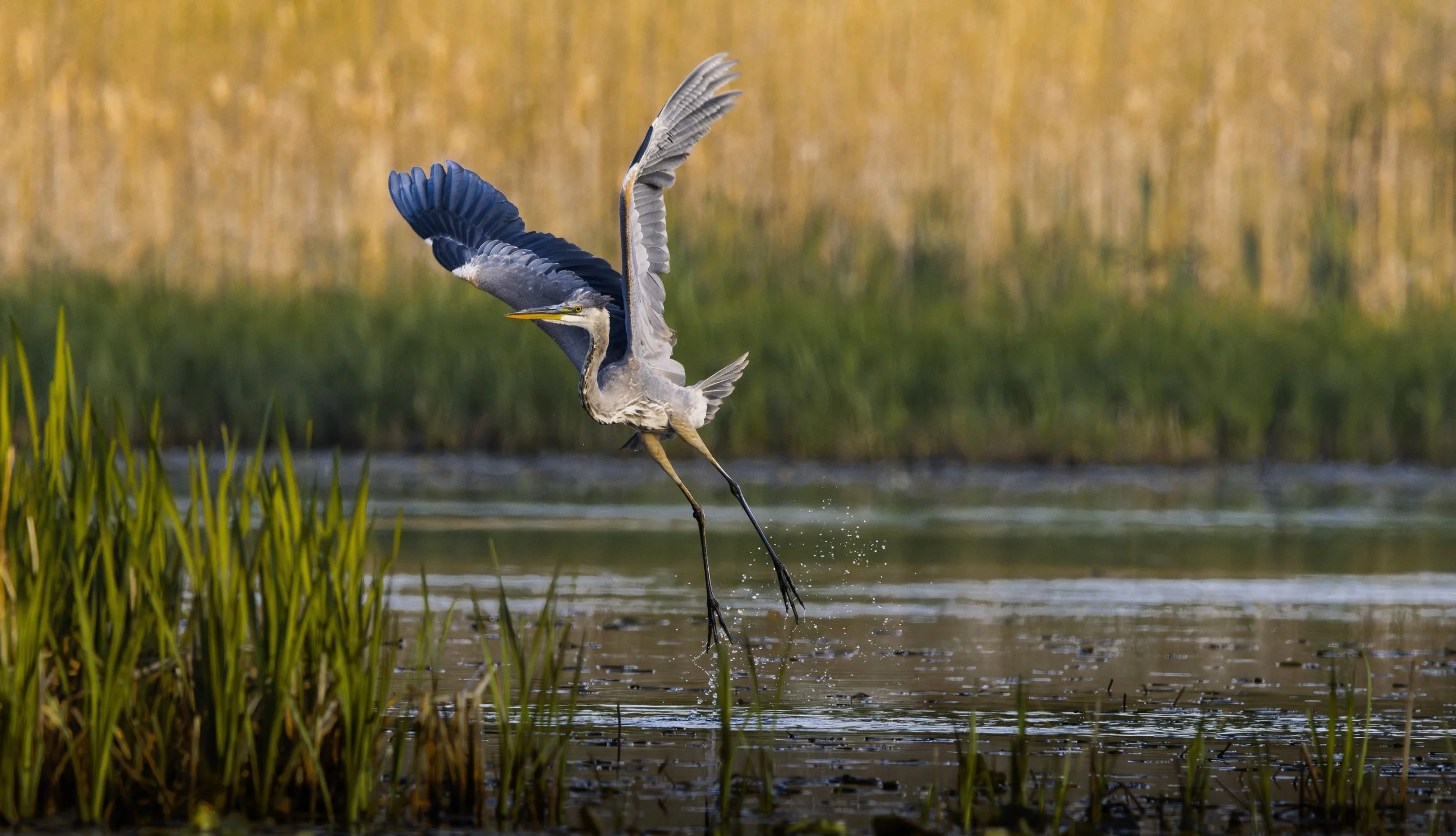 Great Blue Heron_1.jpg
