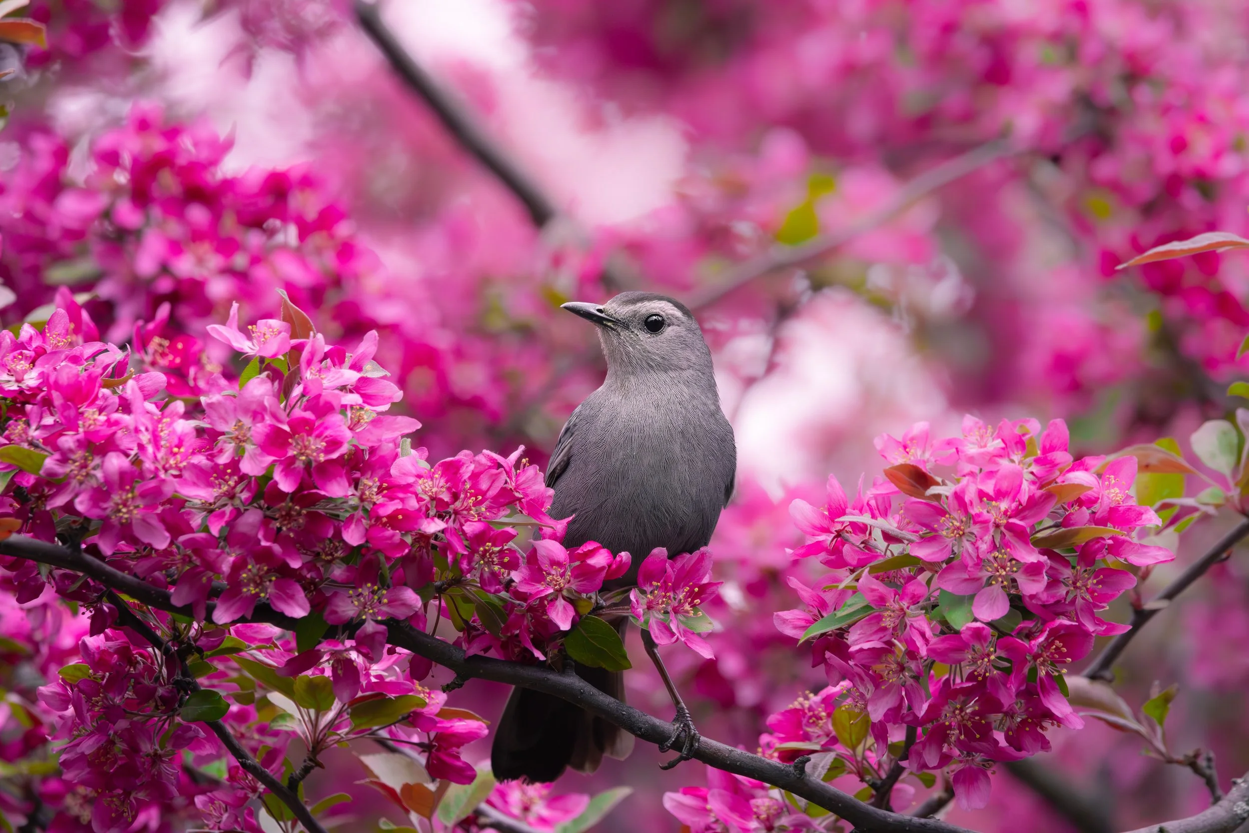 CatBird in Pink.jpg