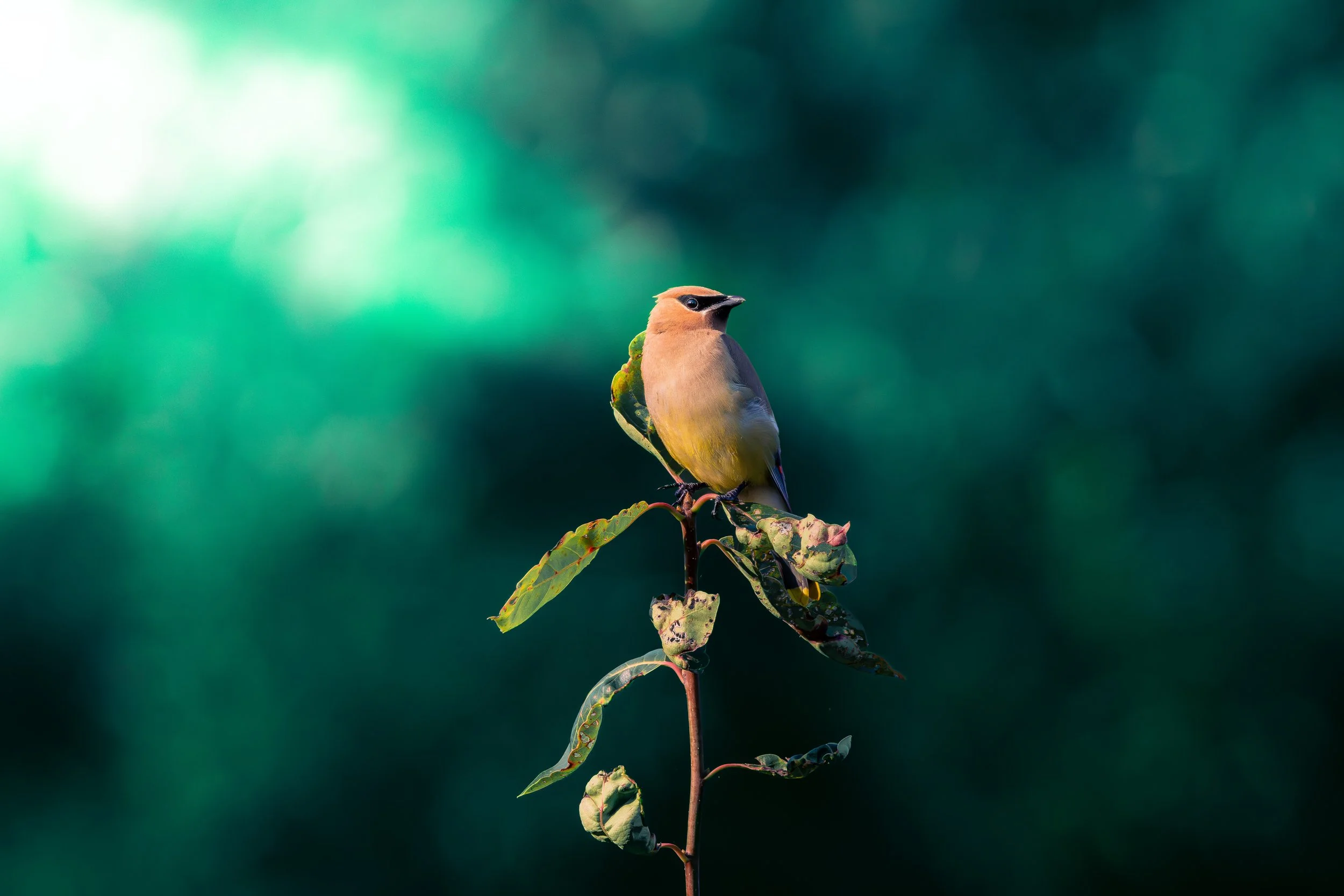 Cedar Waxwing.jpg