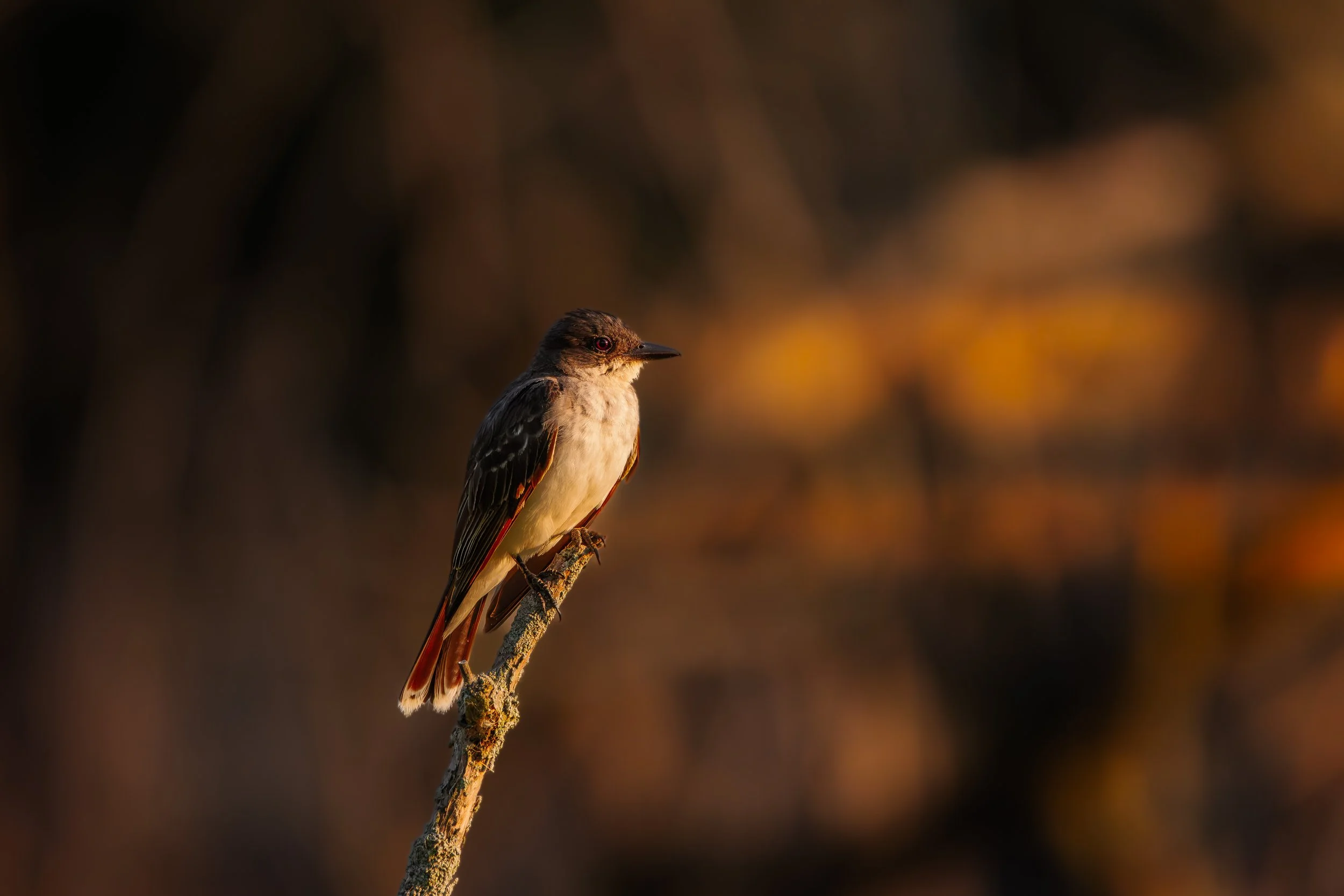 Purple Blue Stars.jpg