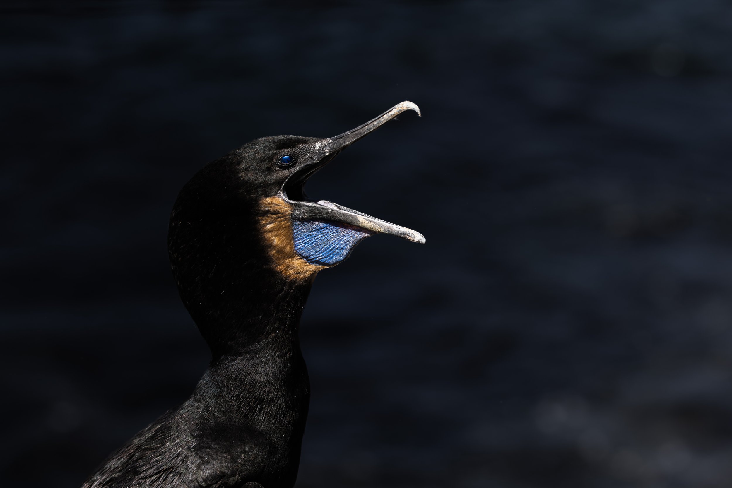 Cormorant.jpg