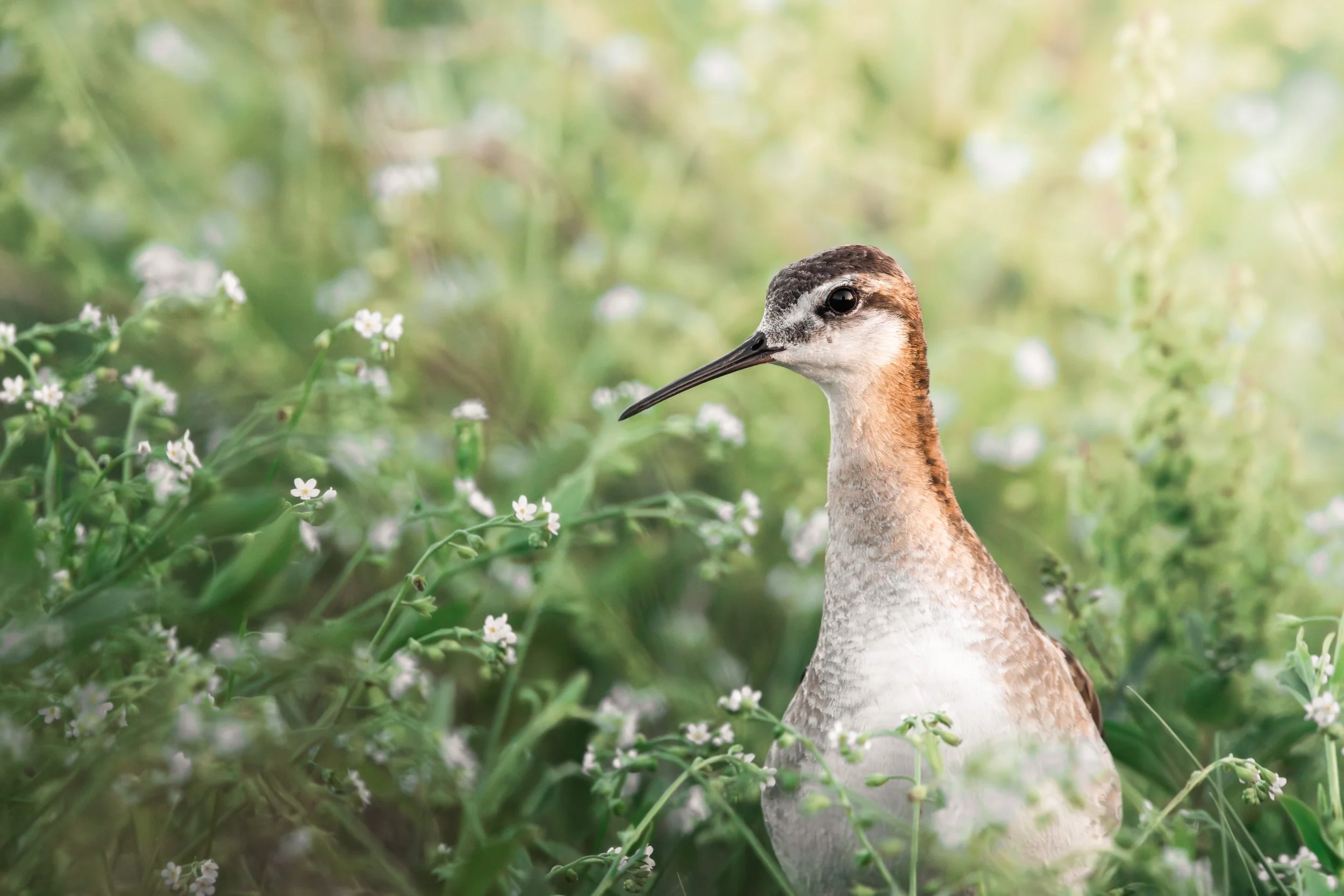 Wilson's Phalarope_1.jpg