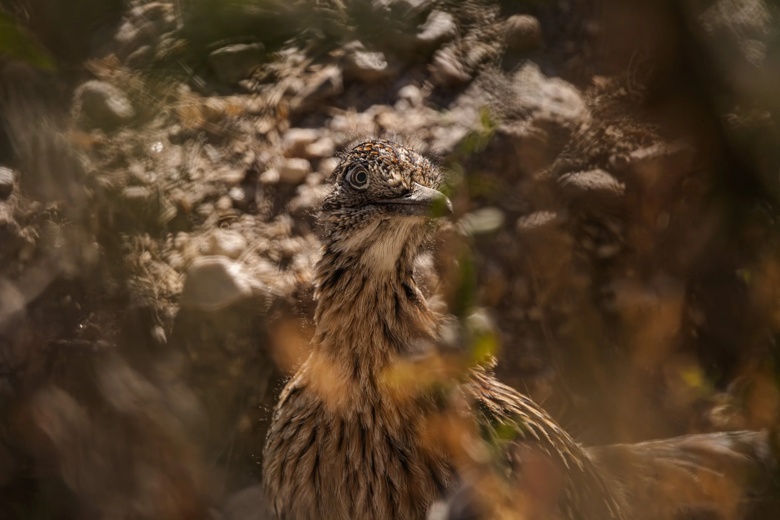 Greater Roadrunner_2.jpg