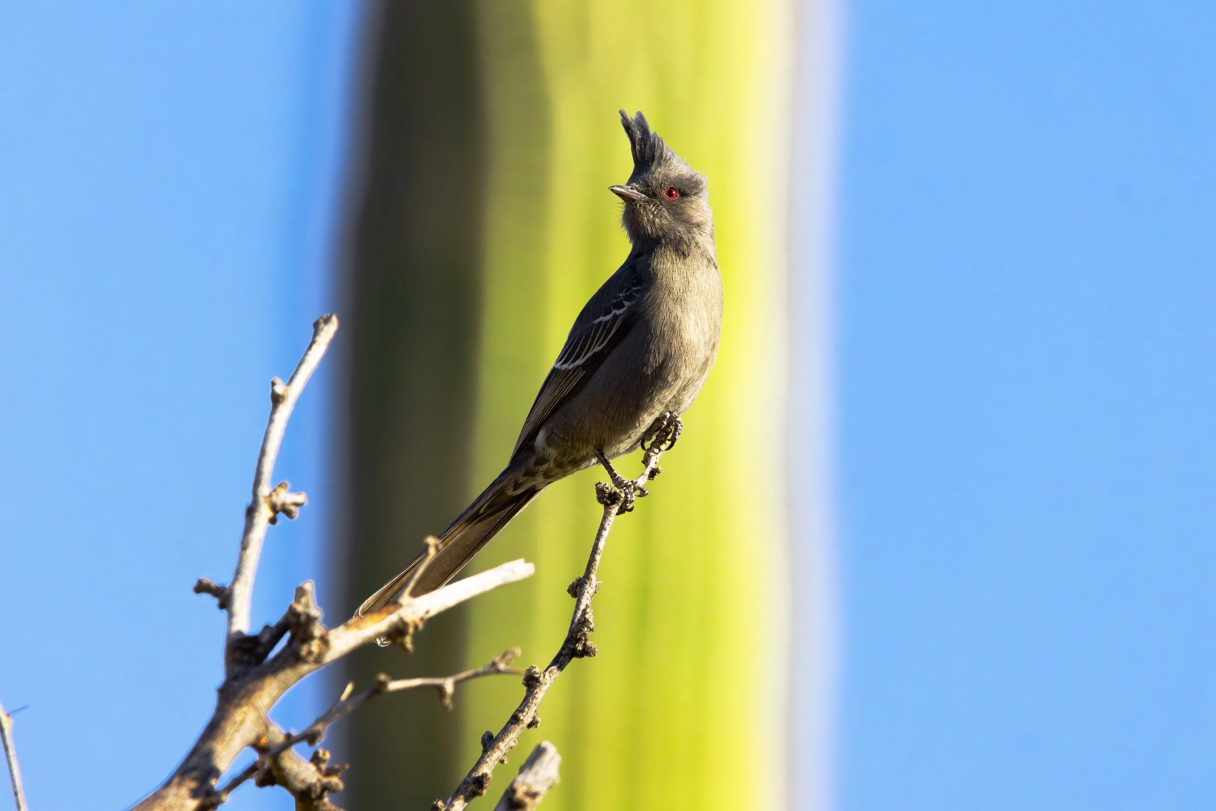 Phainopepla.jpg