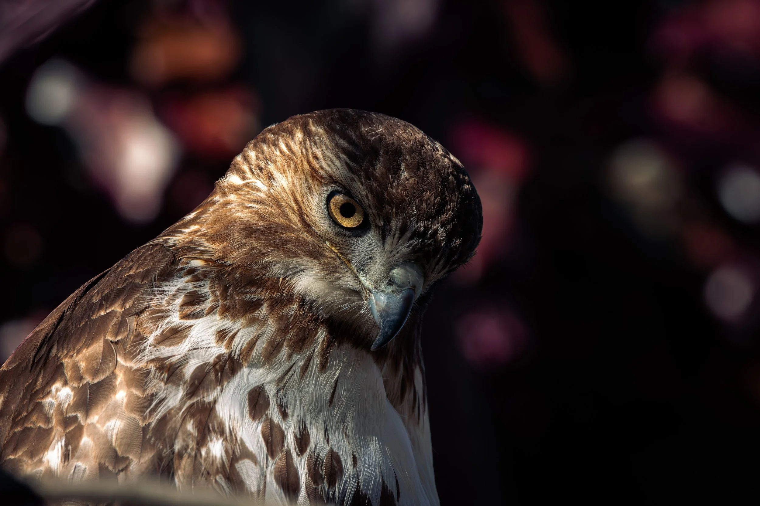 Red Tailed Hawk_8.jpg