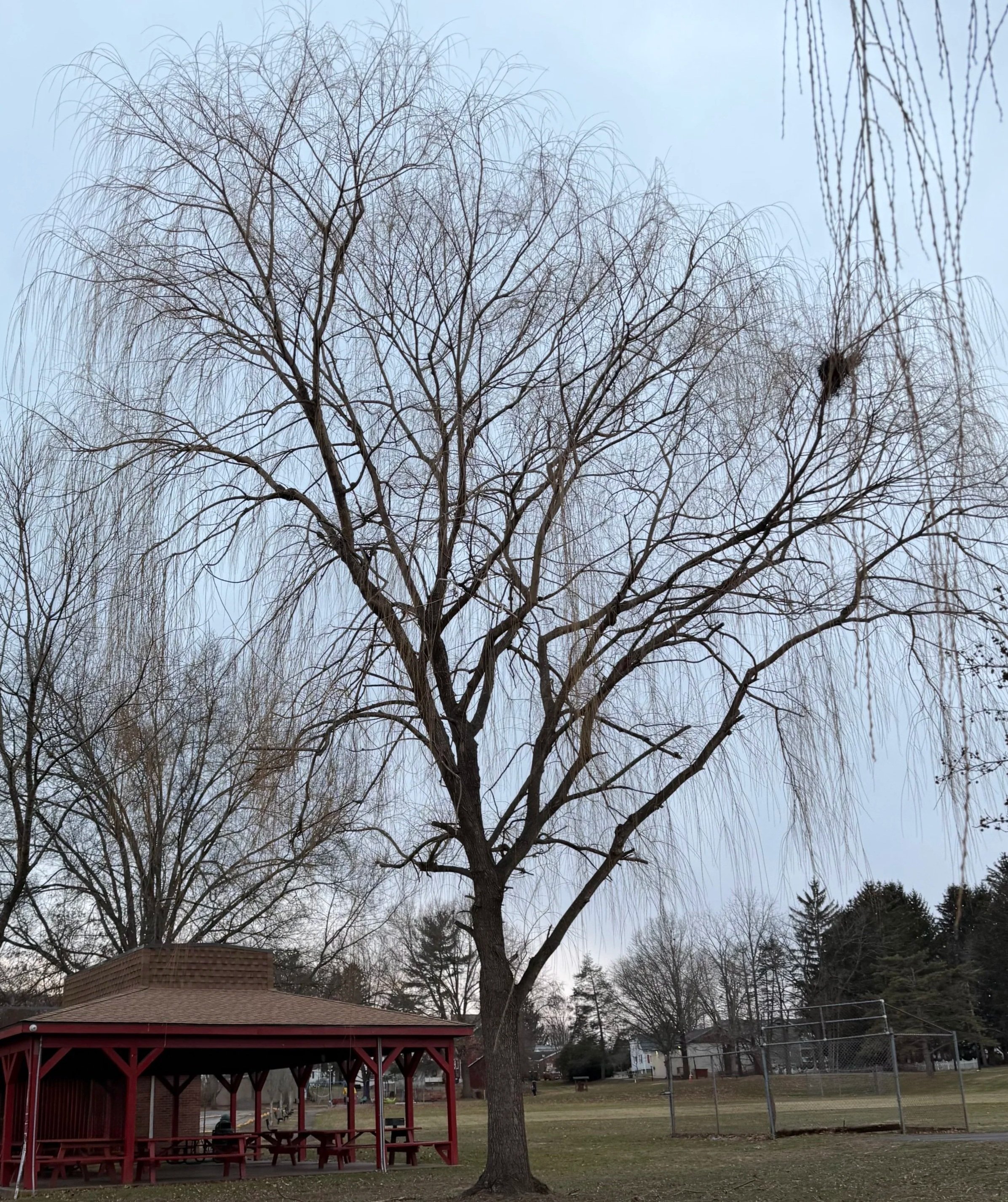 A large leafless tree in a park with a red pavilion and a baseball field in the background, under a gray sky.