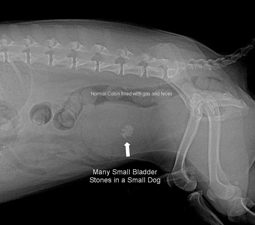 BladderStonesSmall.JPG