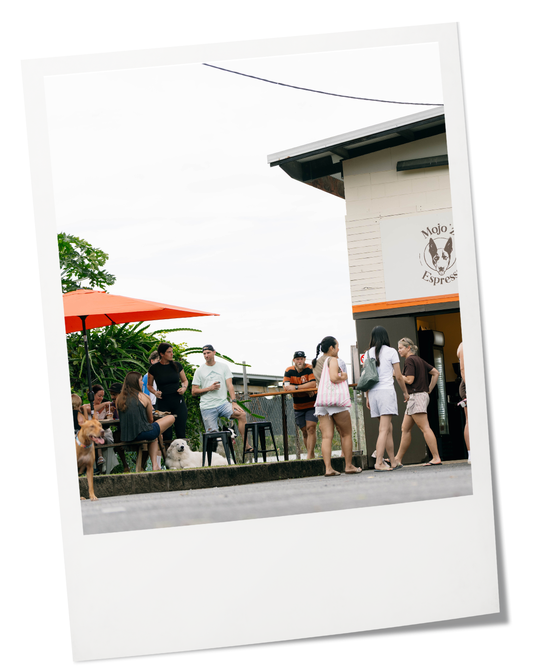 People gather outside Mojo's Espresso cafe, some standing in line, some sitting under an orange umbrella, with dogs present, and a building with the cafe's logo in the background during daytime.
