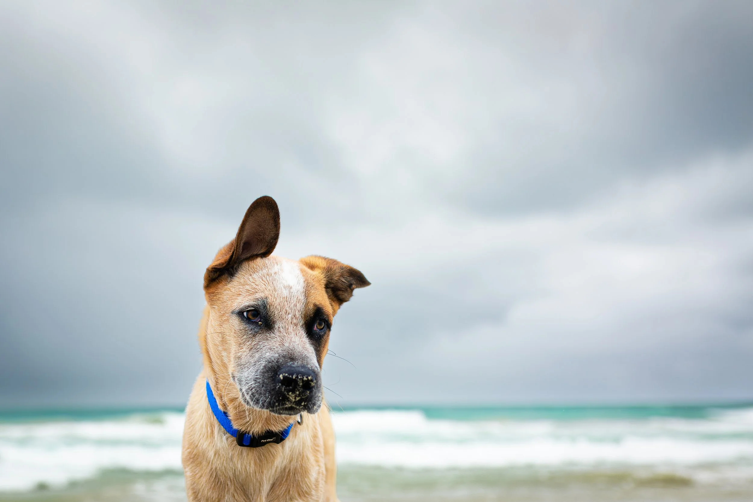 Leighton's Dog Beach, Western Australia