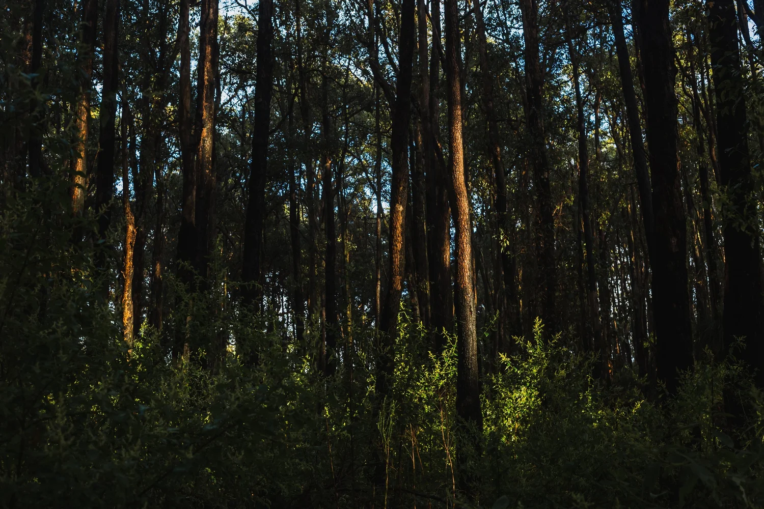 Nanga Bush Camp, Western Australia