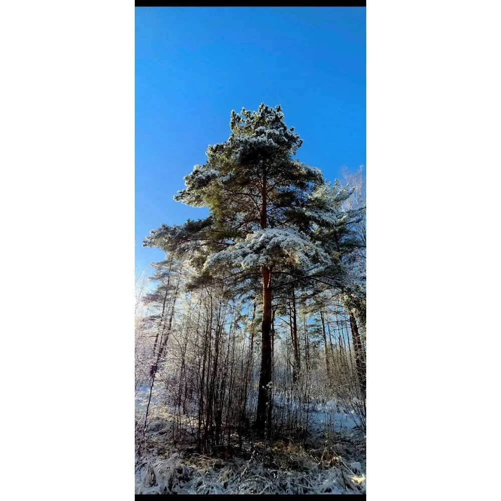 To the Sky / Winter Vertical