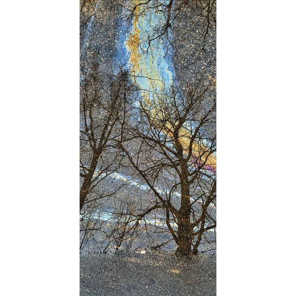 Forest Upside Down / Golden Portal