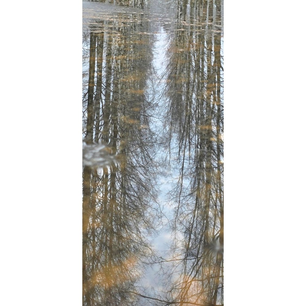 Birch Corridor / Forest Mirror