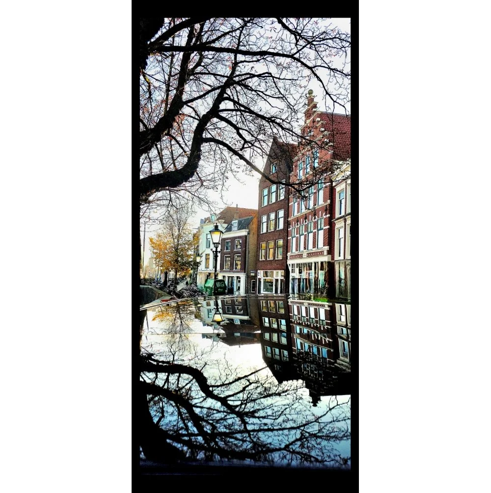 Window of Branches / Amsterdam, Autumn