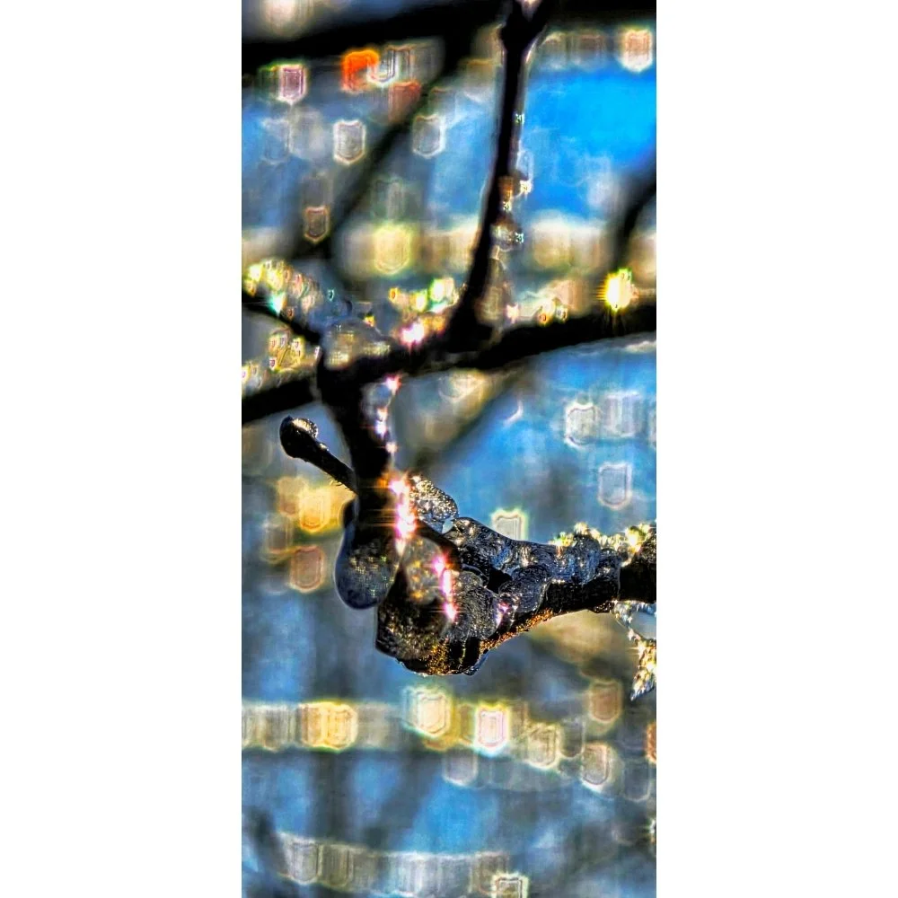 Between Worlds / Butterfly in Bokeh