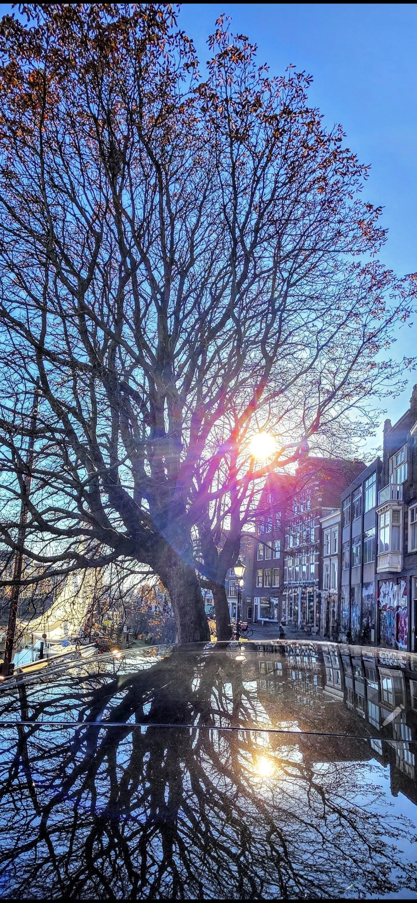 A large leafless tree with intricate branches stands in front of a row of buildings on a sunny day. The sun is shining through the branches, creating a lens flare. The scene is reflected on a shiny surface, possibly a car.