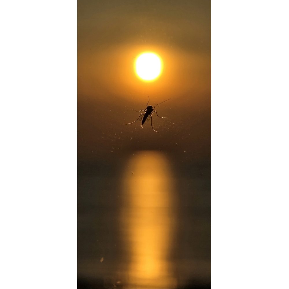 Between Earth and Sun / Sunset, 6:40 PM