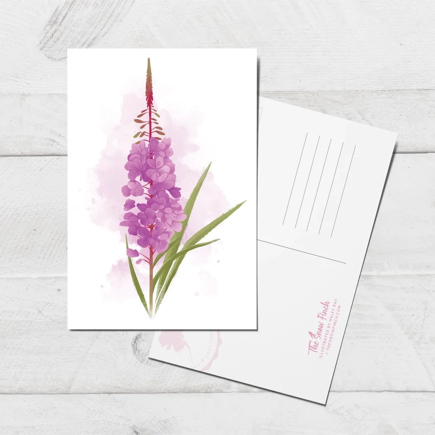 Fireweed Postcard || 4x6 Floral Botanical Alaska Art