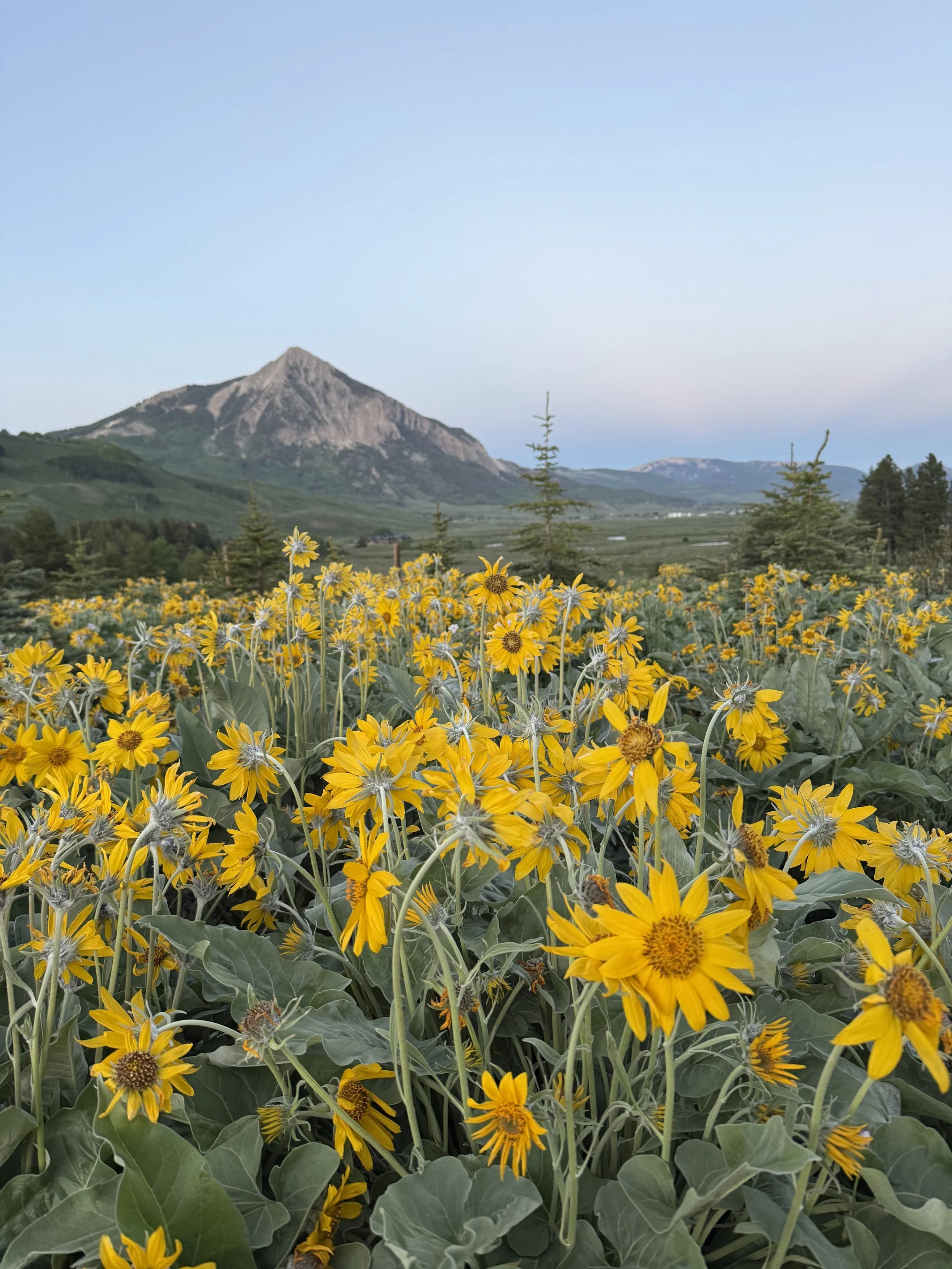 A landscape with a field of yellow flowers in the foreground, mountains in the background, and a clear blue sky above.