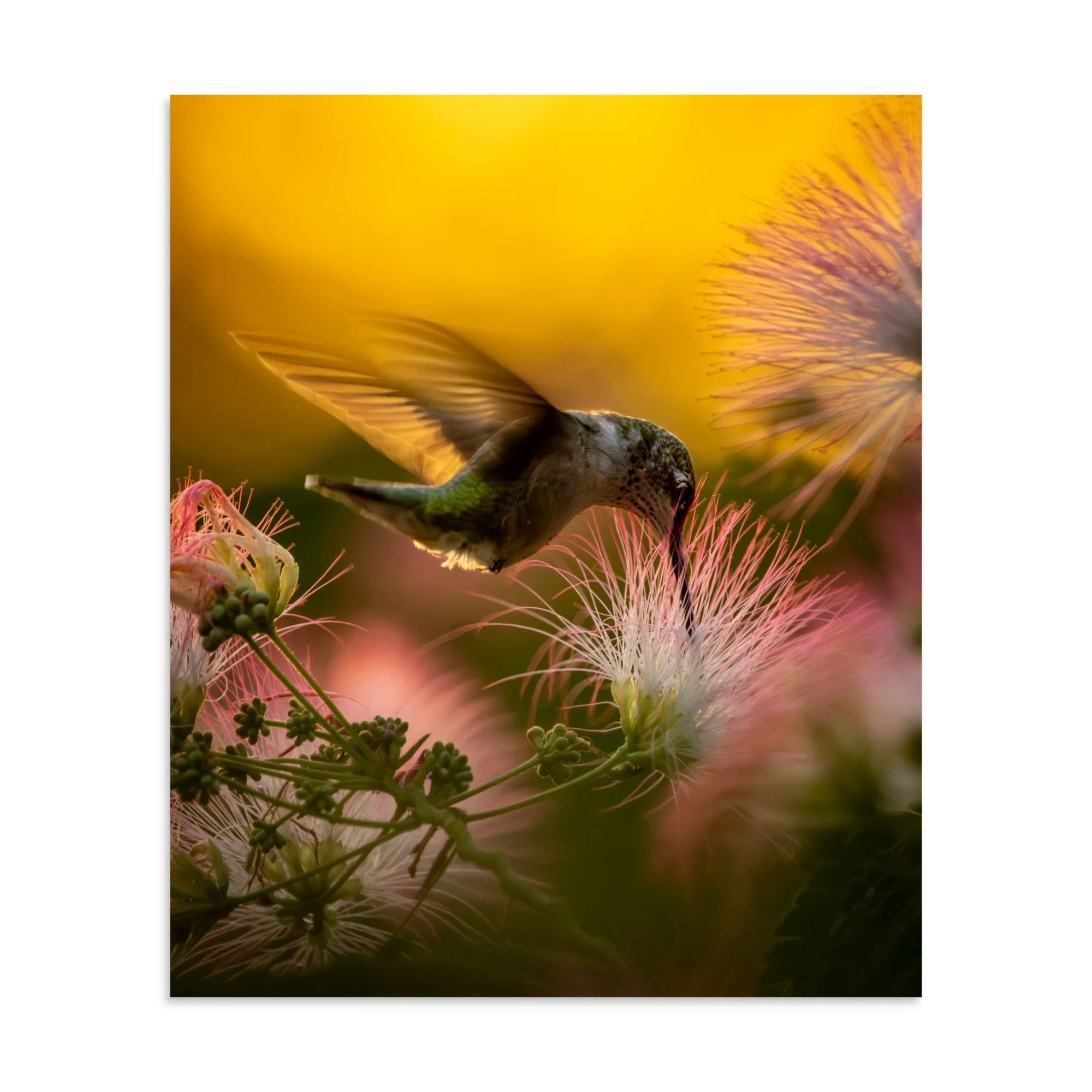 Hummingbird in the Mimosa Tree at sunset