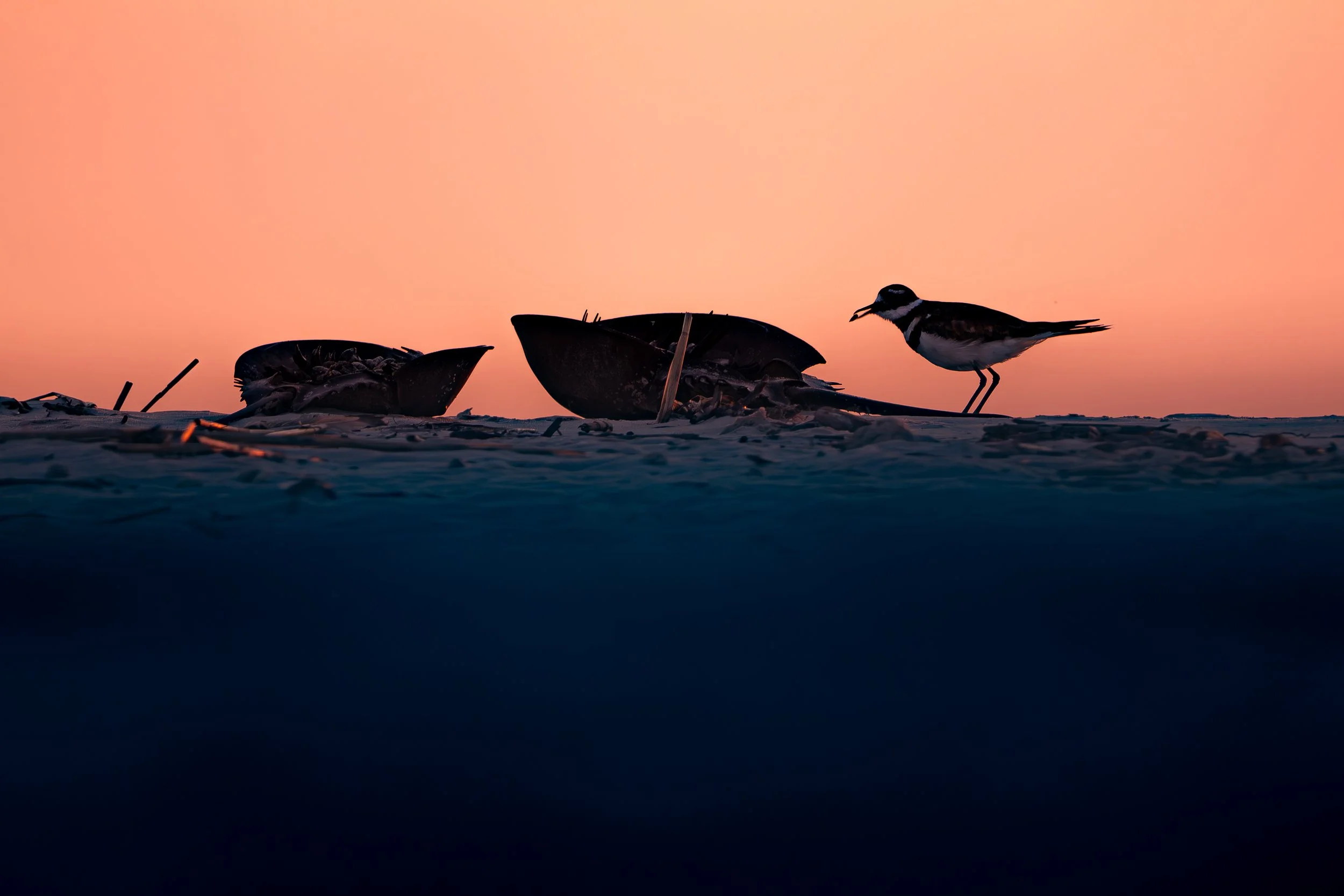 final (11 of 22).jpg