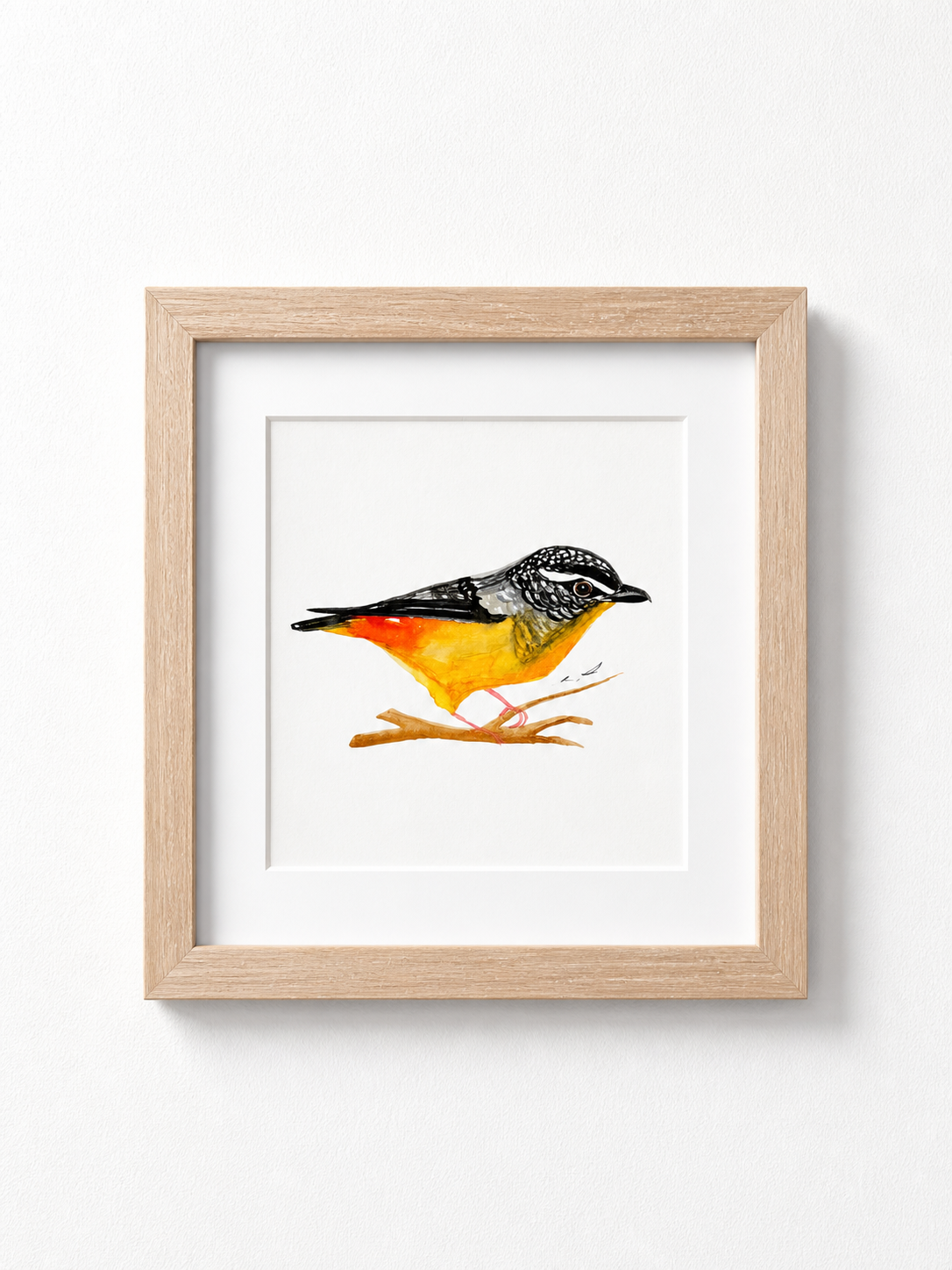 Spotted Pardalote, watercolour on paper, 15.24 cm by 15.24 cm