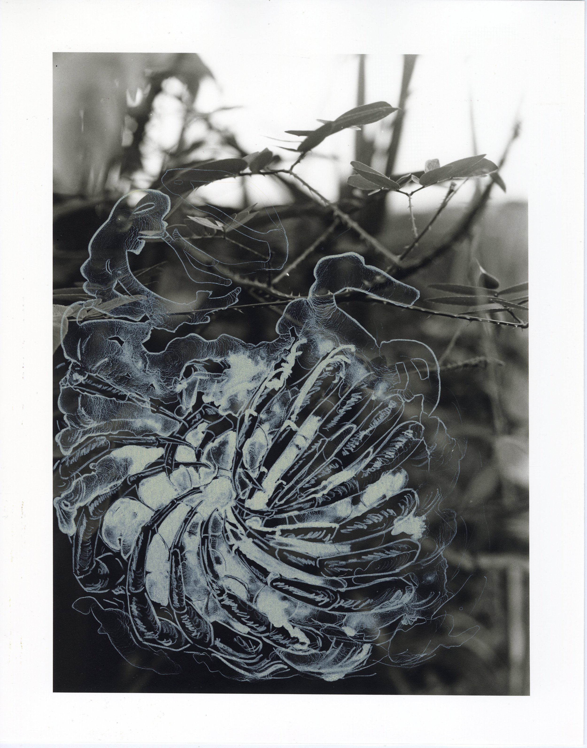 "Mimosa Casta" Mixed media lithograph on silver print