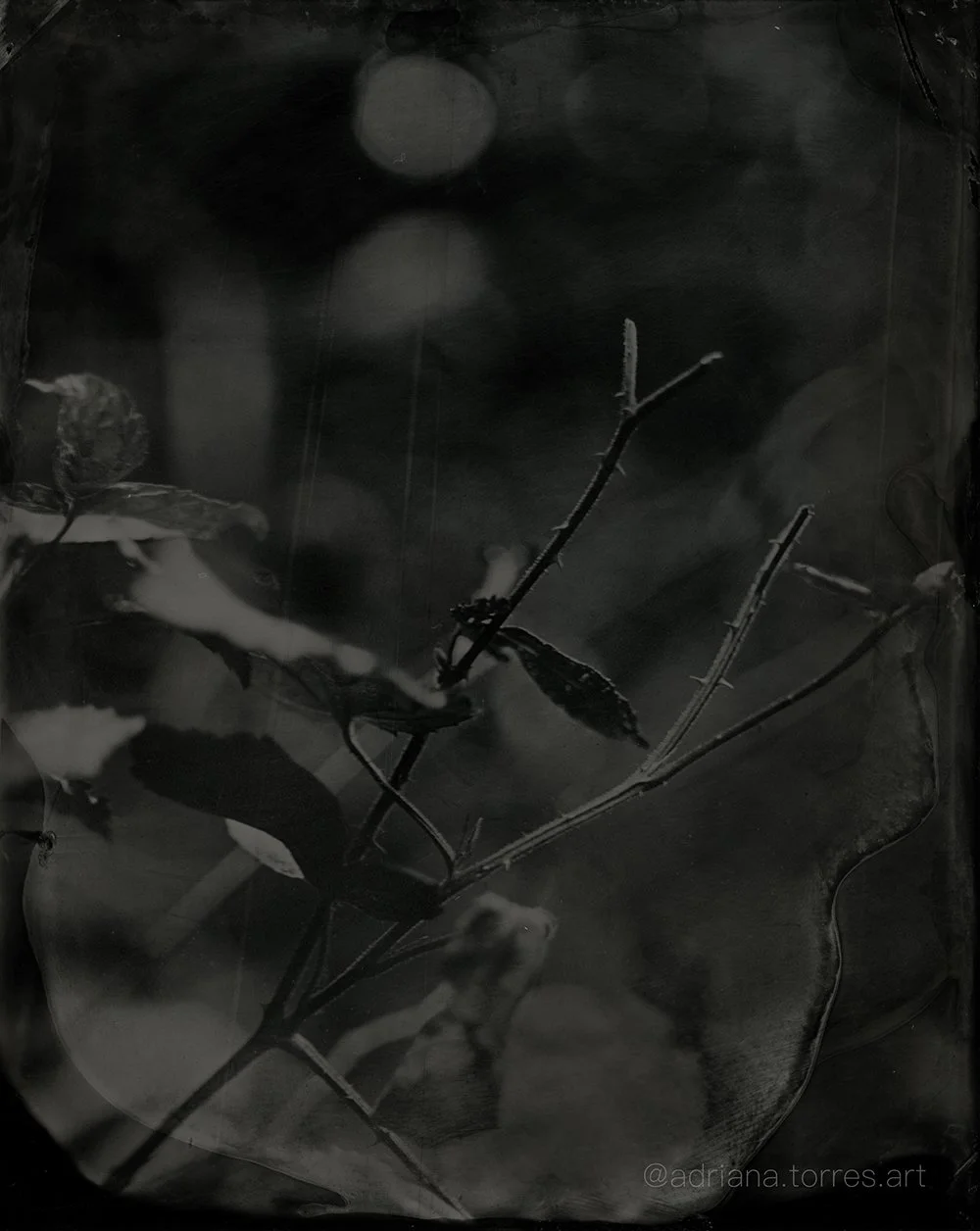 "untitled" tintype