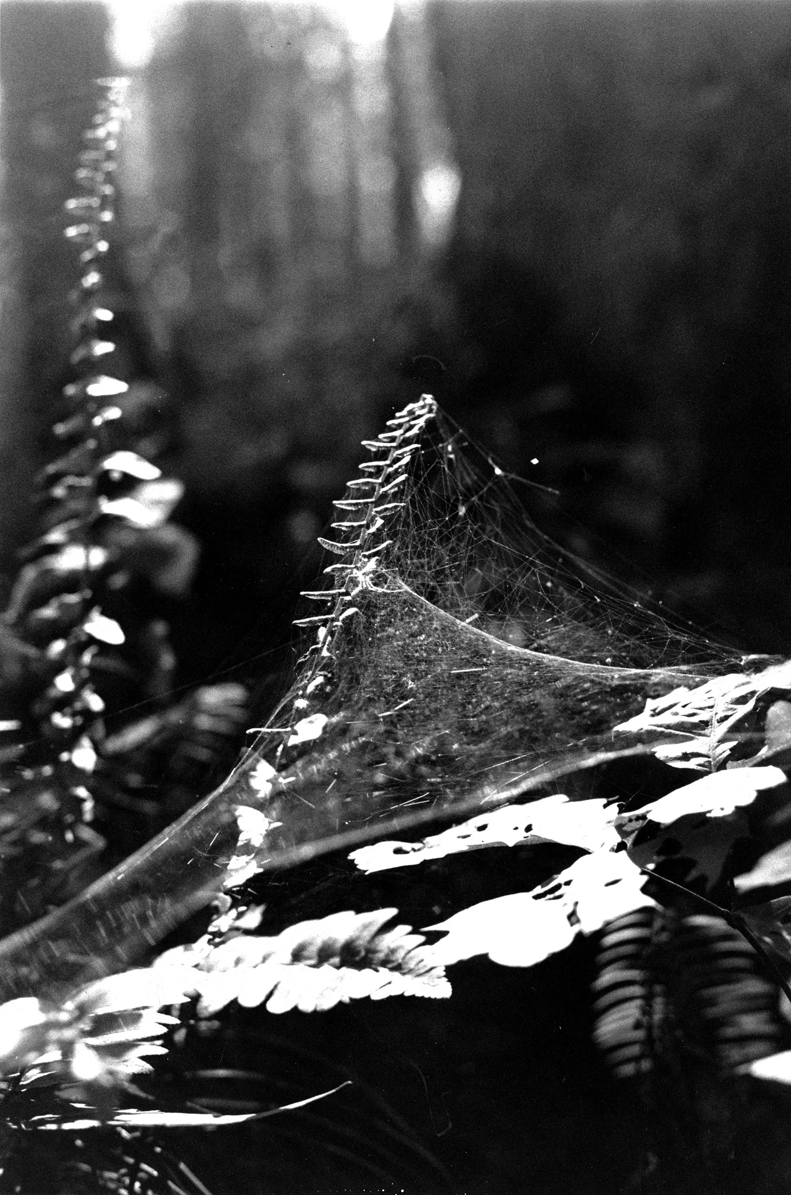 "Web and Fern" 35mm photograph