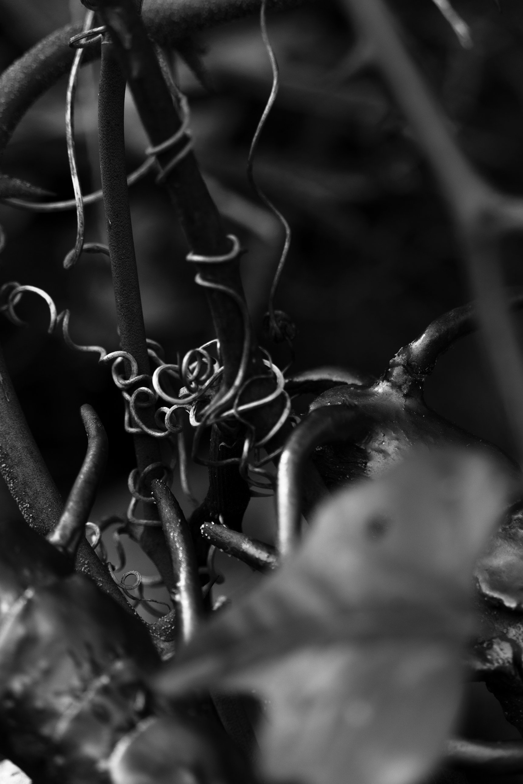 "untitled" Digital photograph of ceremic piece on briers.