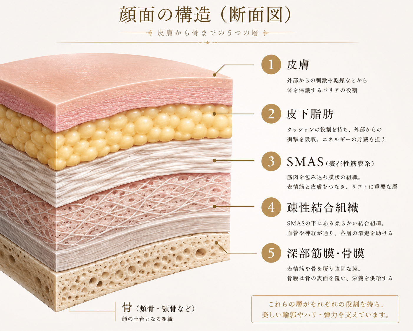 皮膚・皮下脂肪・SMAS・結合組織・骨までの顔の構造を示した断面図