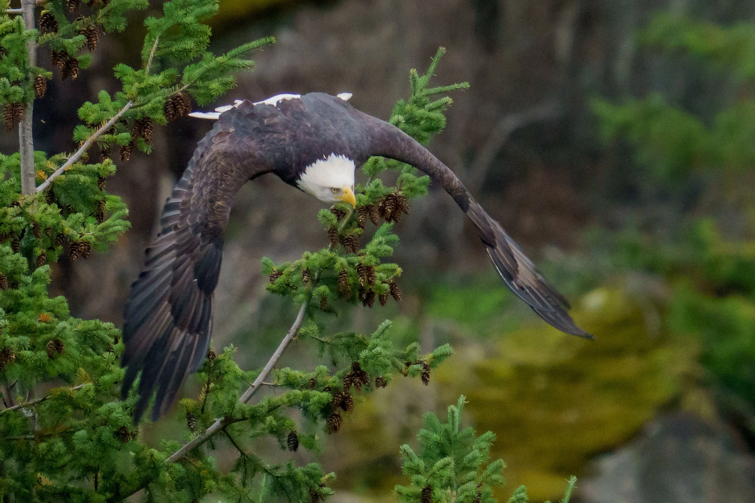 An American bald eagle perched on a green pine tree branch, with its wings extended and head turned downward.