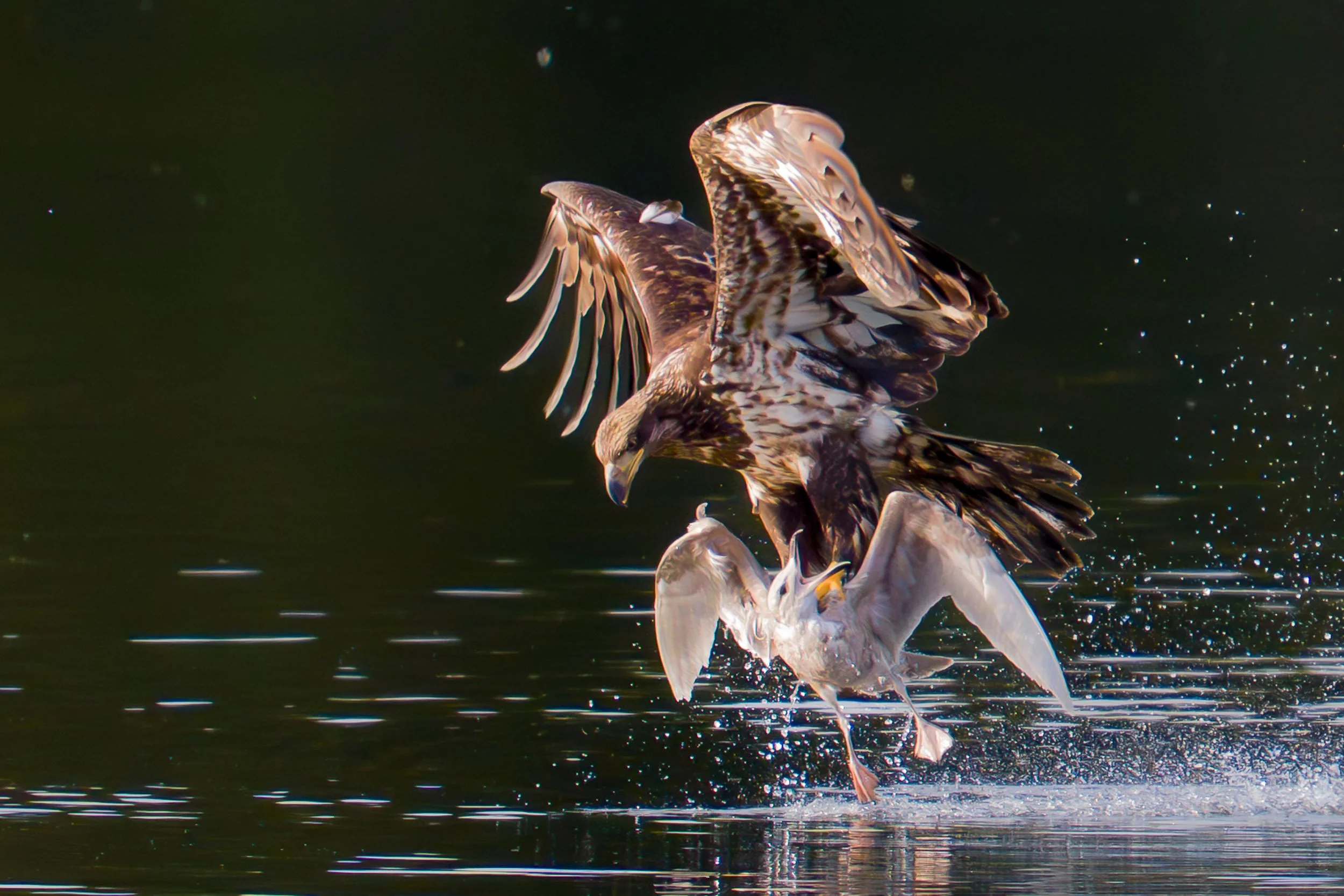 Right Place, Right Time: A Bald Eagle’s Hunt in Port Moody.