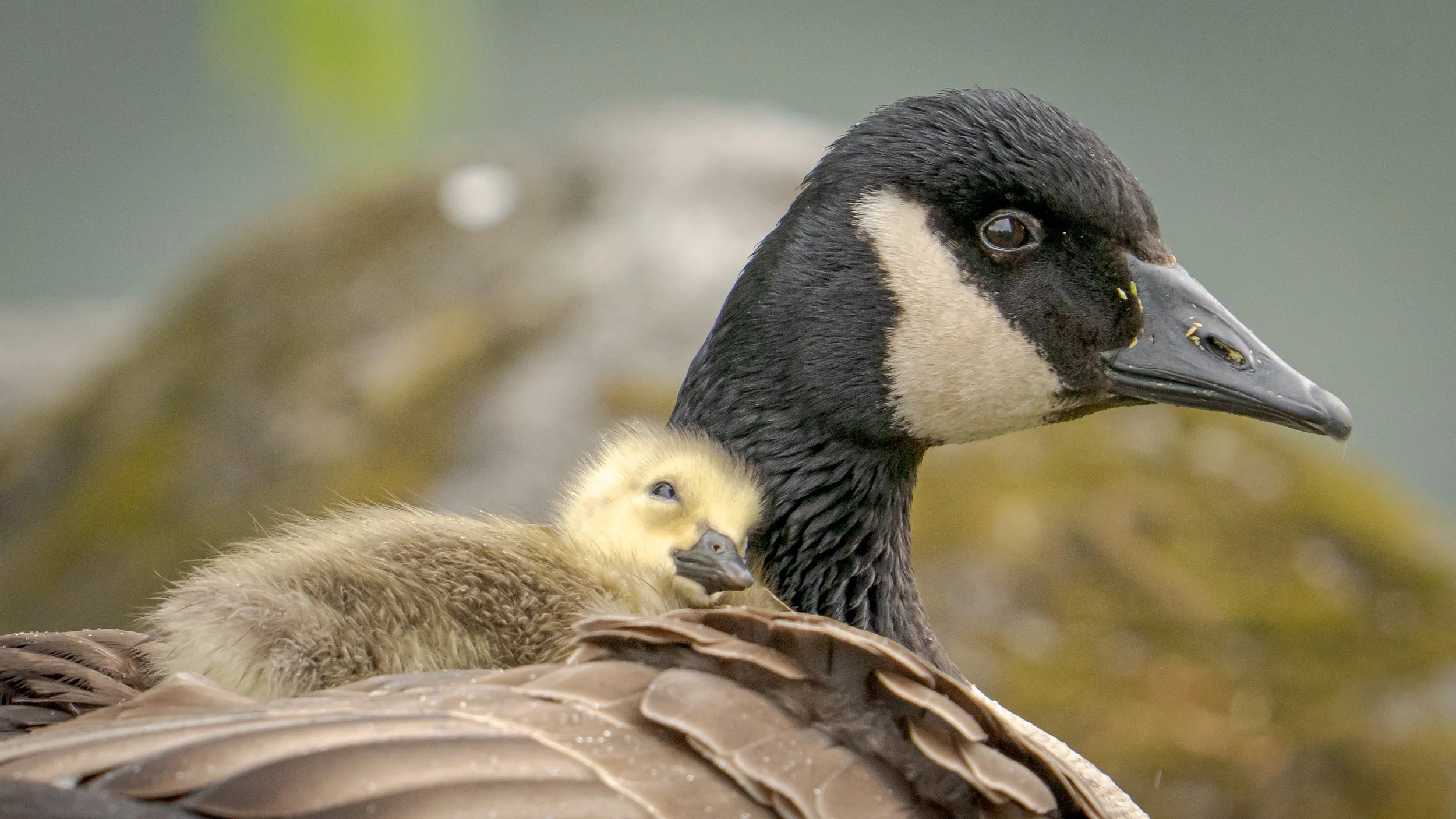 A close-up of a Canada goose mother with a gosling on her back, on a nest, with a blurred background.
