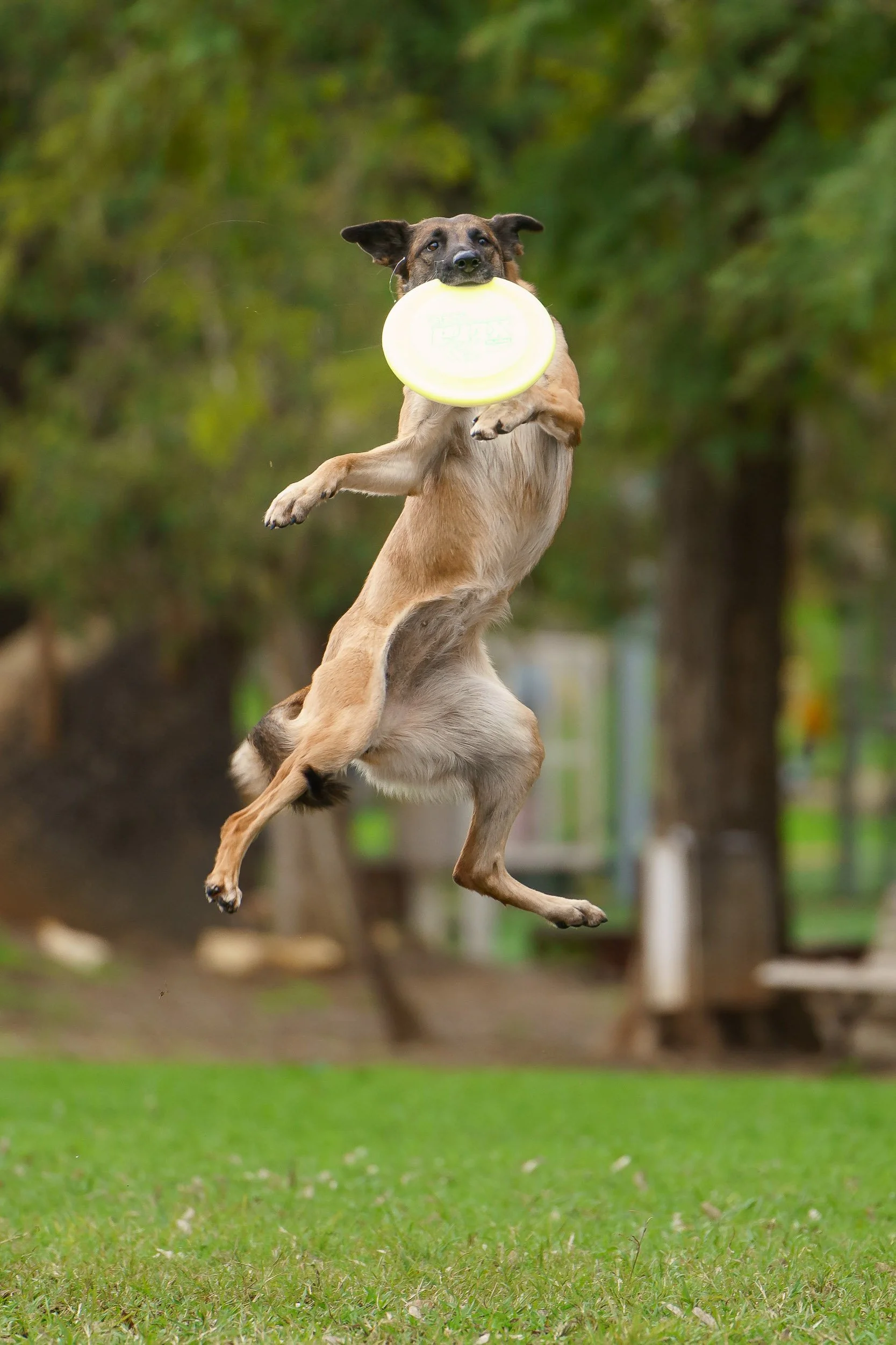A dog jumping in the air while holding a frisbee in its mouth in a park.
