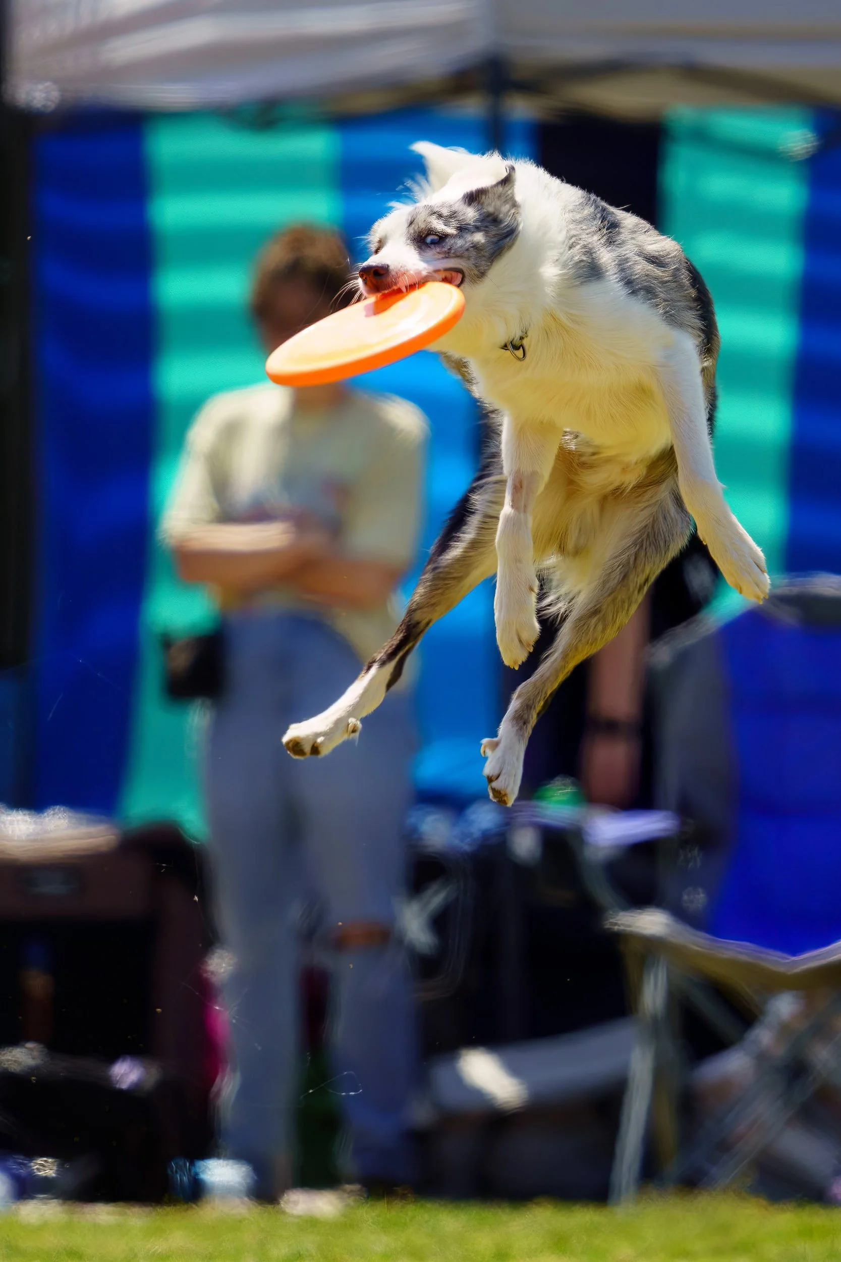 A dog catching a frisbee mid-air at a park or outdoor area, with a blurred person in the background.