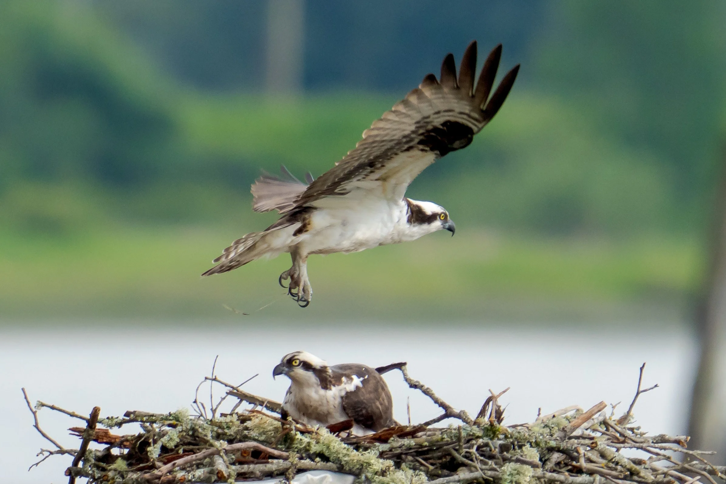An osprey landing on a nest with a chick inside, green blurred background.