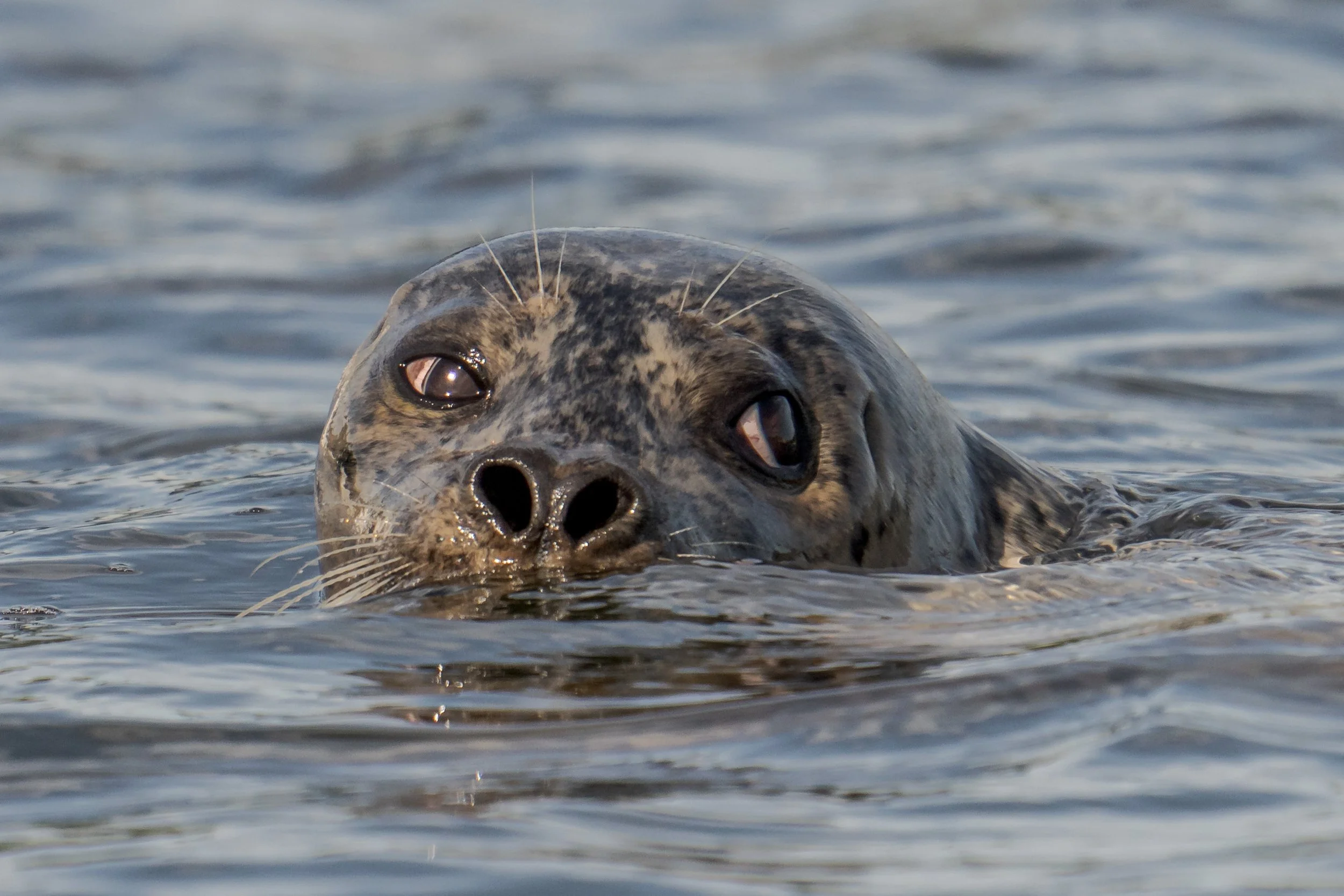 Close-up of a seal partially submerged in water, with only its head visible and looking towards the camera.