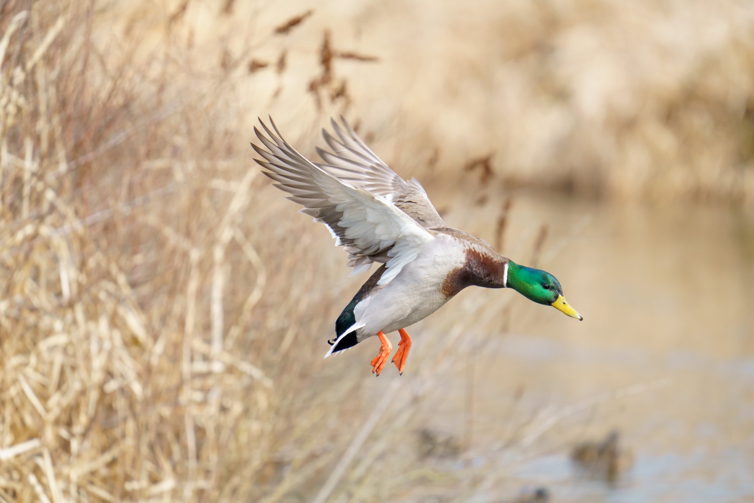 A male mallard duck flying low over a marshy area with dried grasses and water in the background.