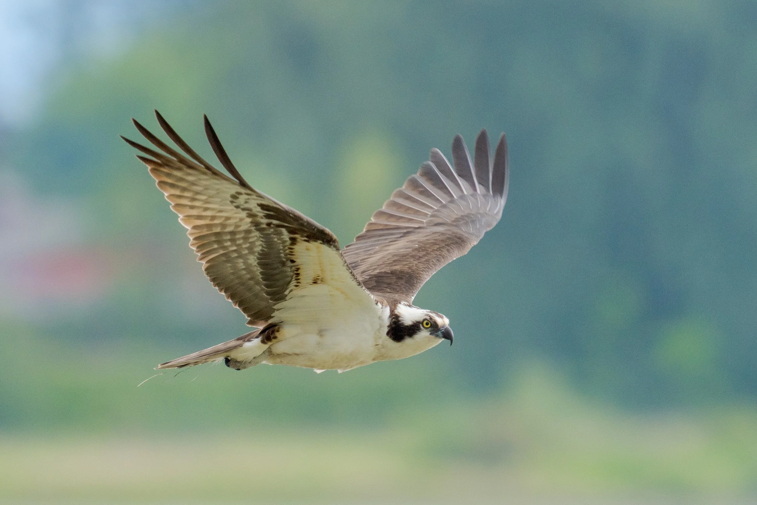 A bird of prey flying with its wings spread wide against a blurred green and blue background.