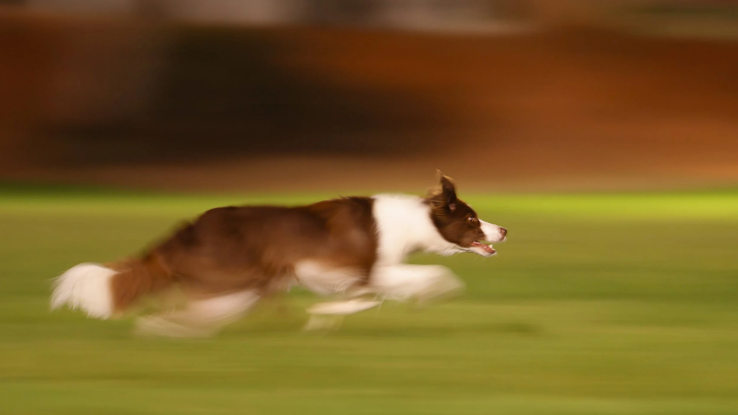 A brown and white dog running on a grassy field with a blurred background.