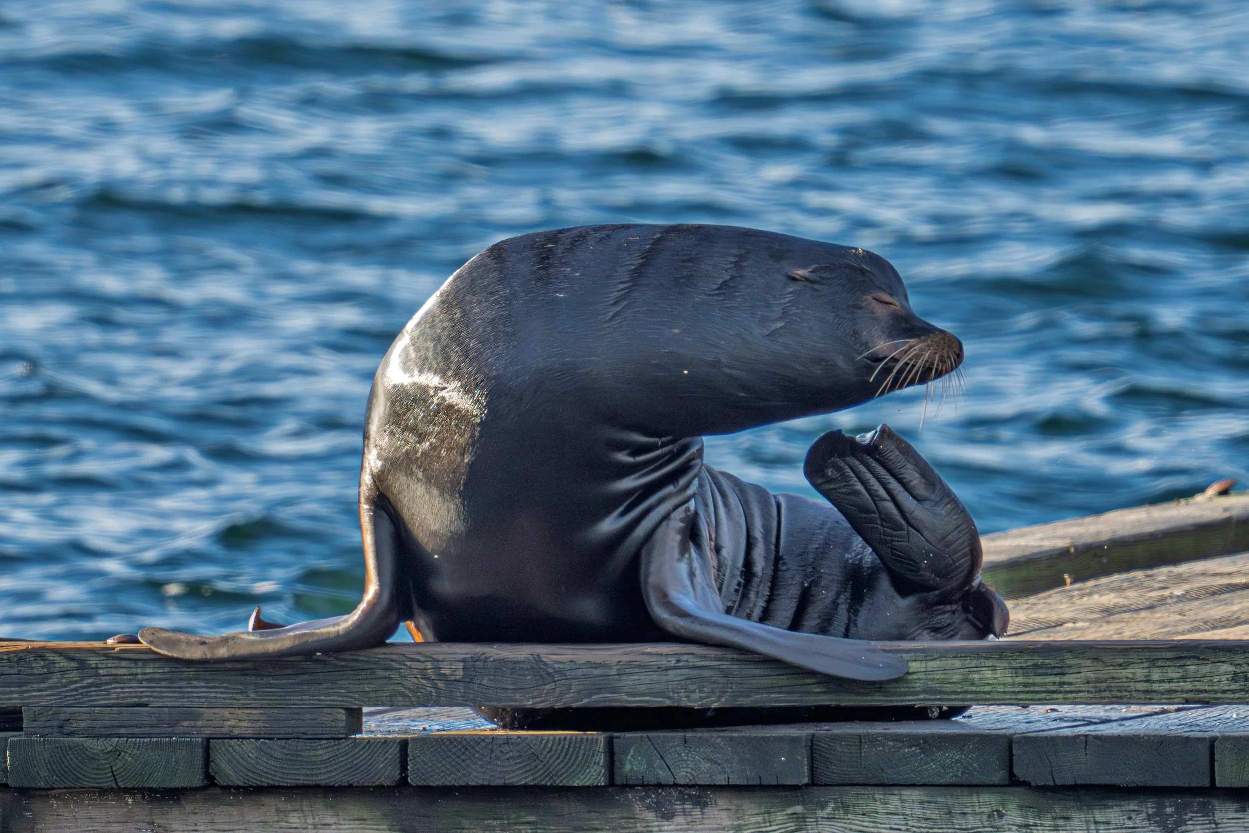 A sea lion lying on a wooden dock with water in the background.