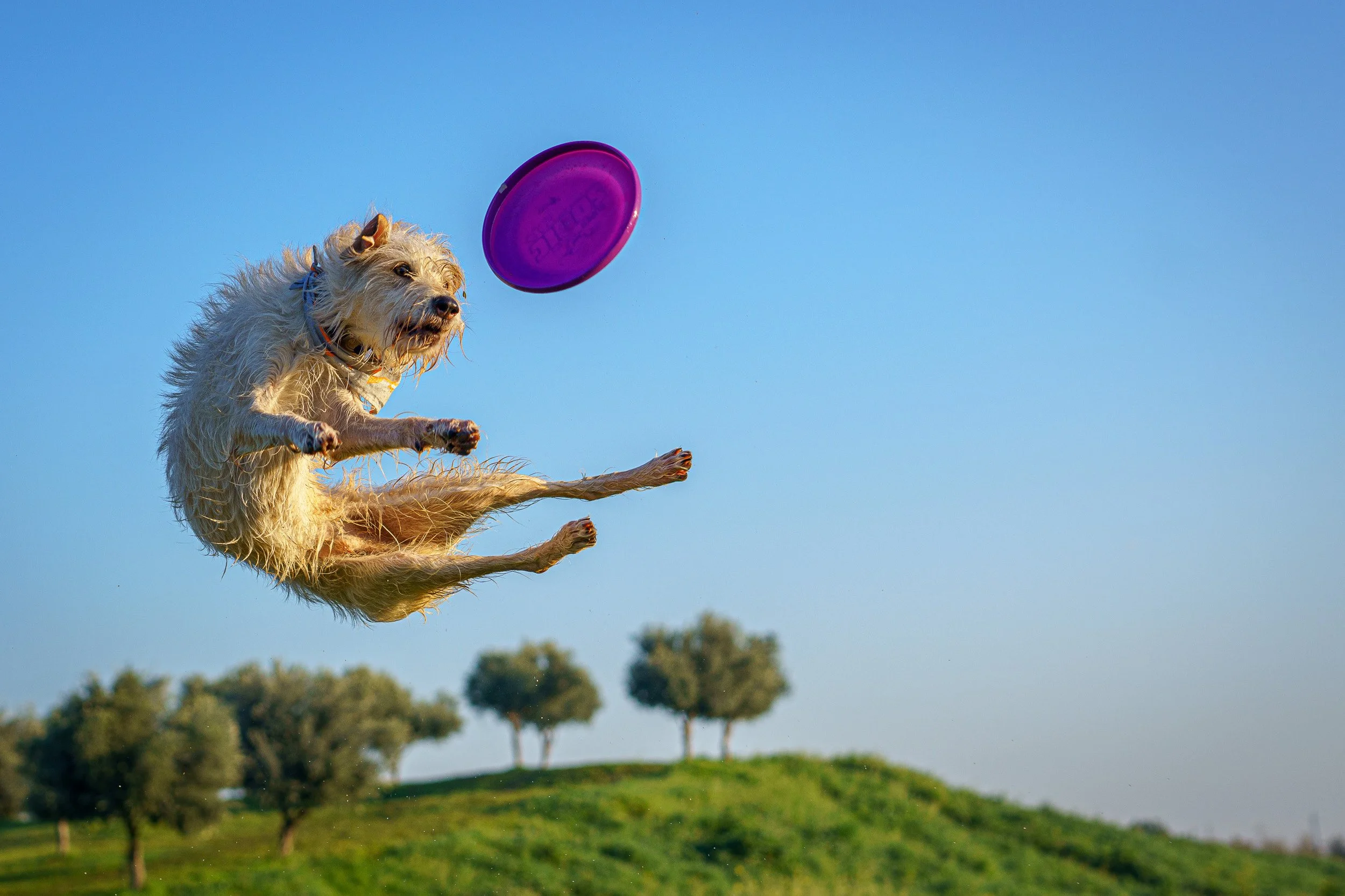 Dog jumping in the air catching a purple frisbee outdoors on a clear, sunny day with a green grassy hill and trees in the background.