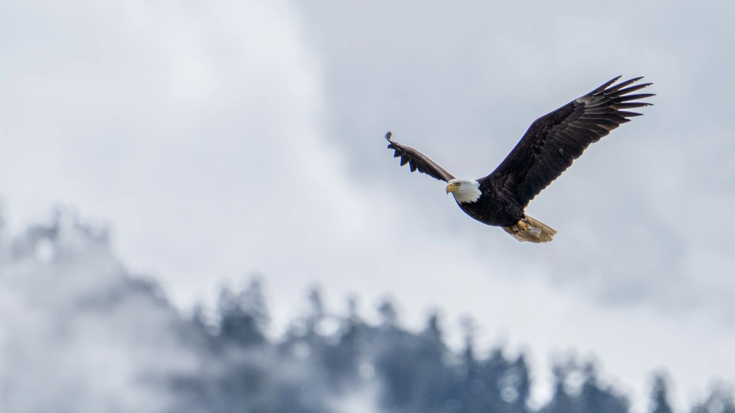 A bald eagle flying through the cloudy sky with trees in the background.
